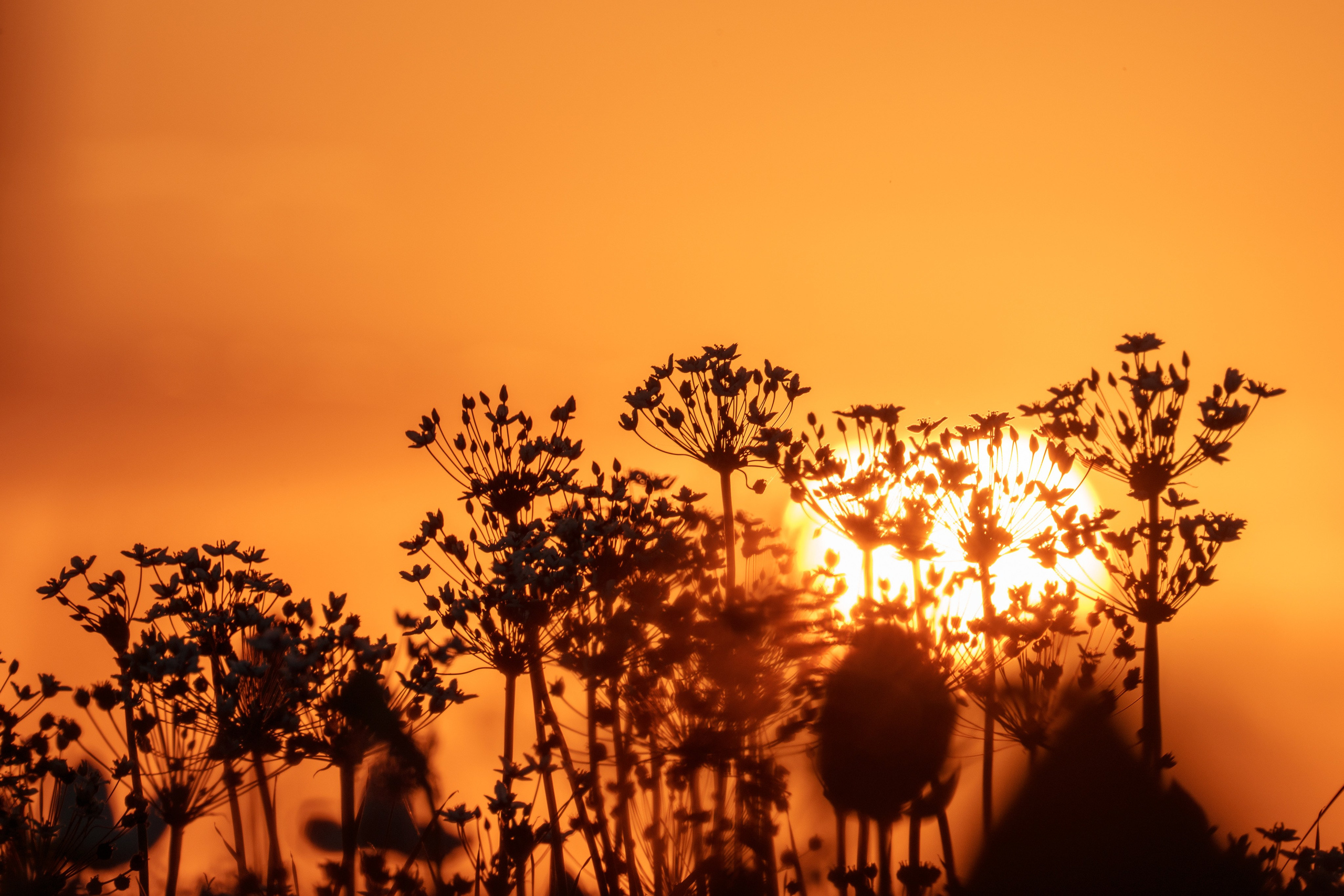 Золотые лотосы. Июль