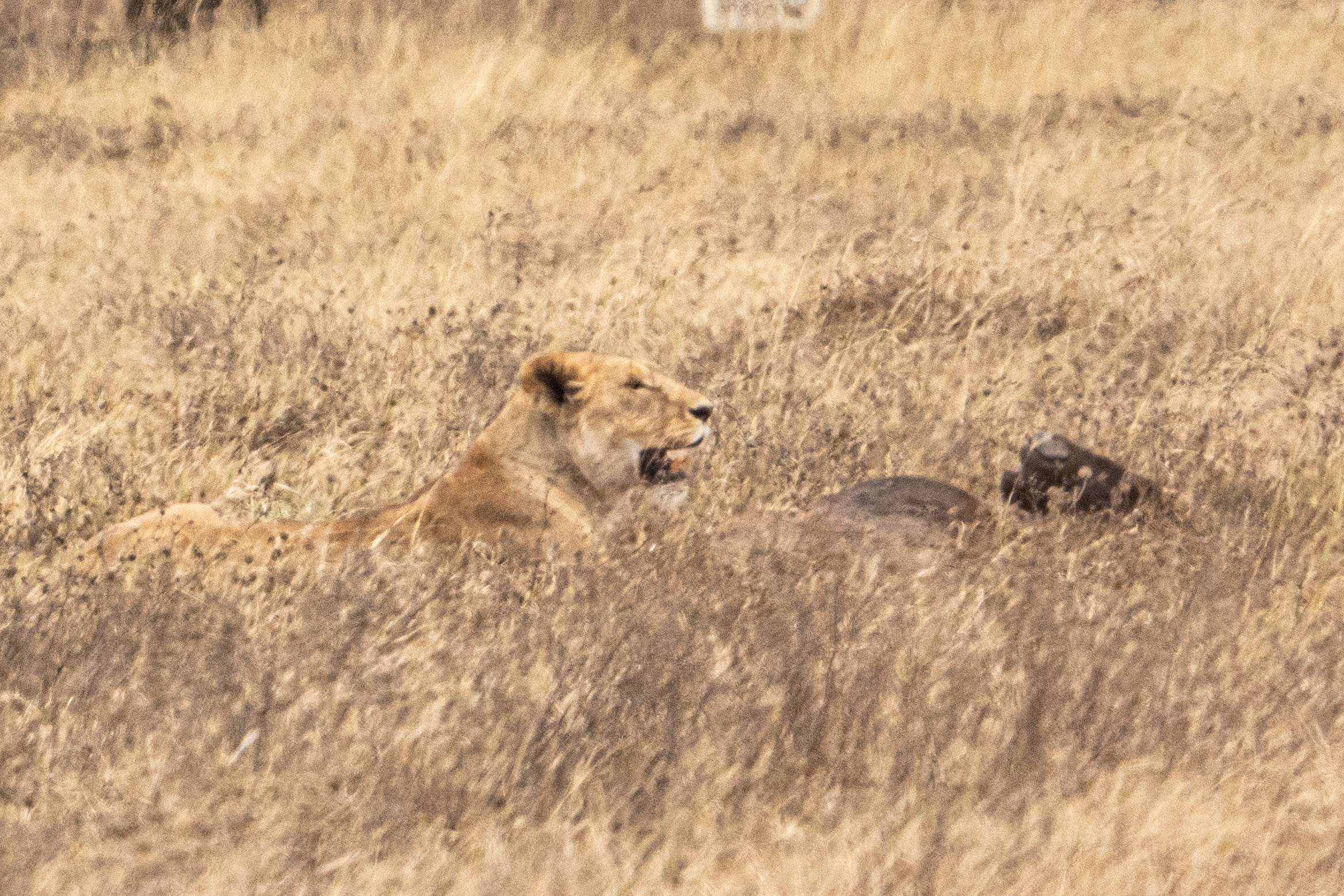 Танзания, сафари, 2025. Творческие сьемки
