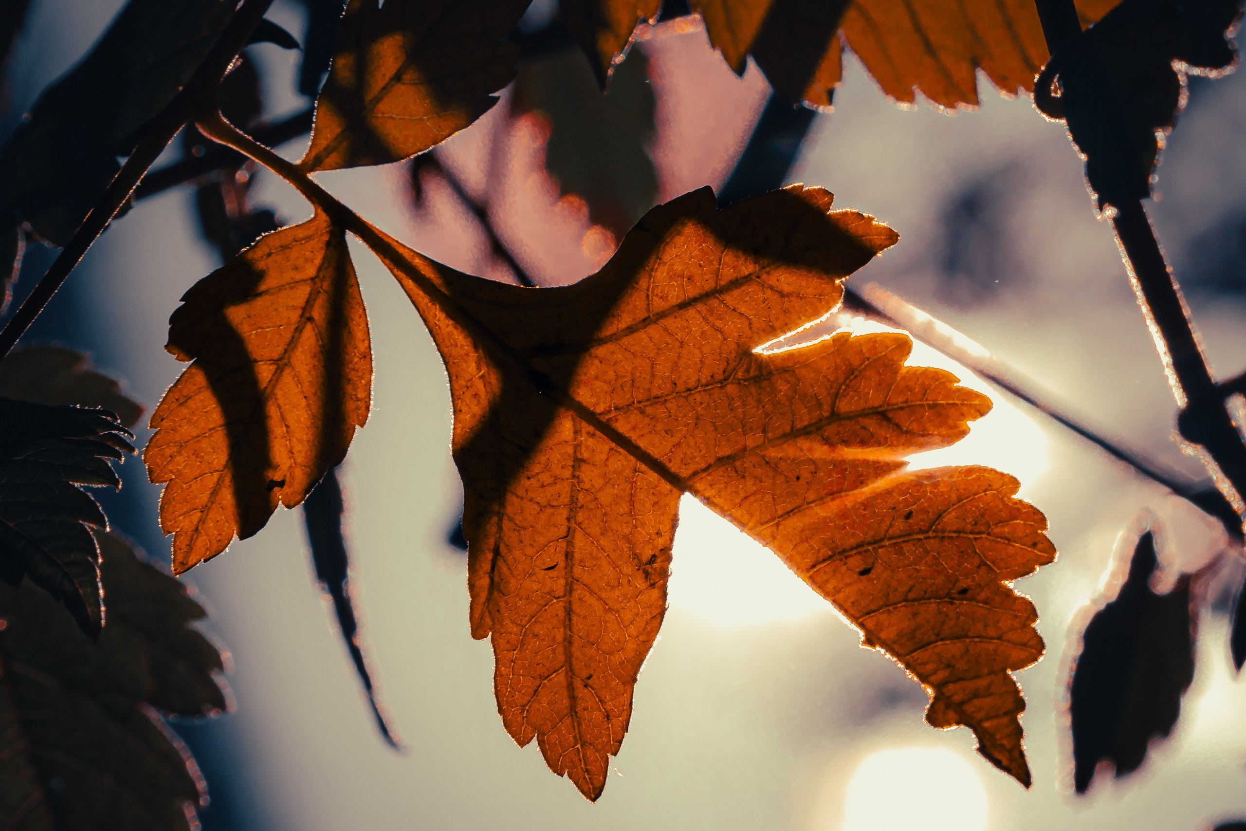 Фото-прогулка. Пенкин Александр