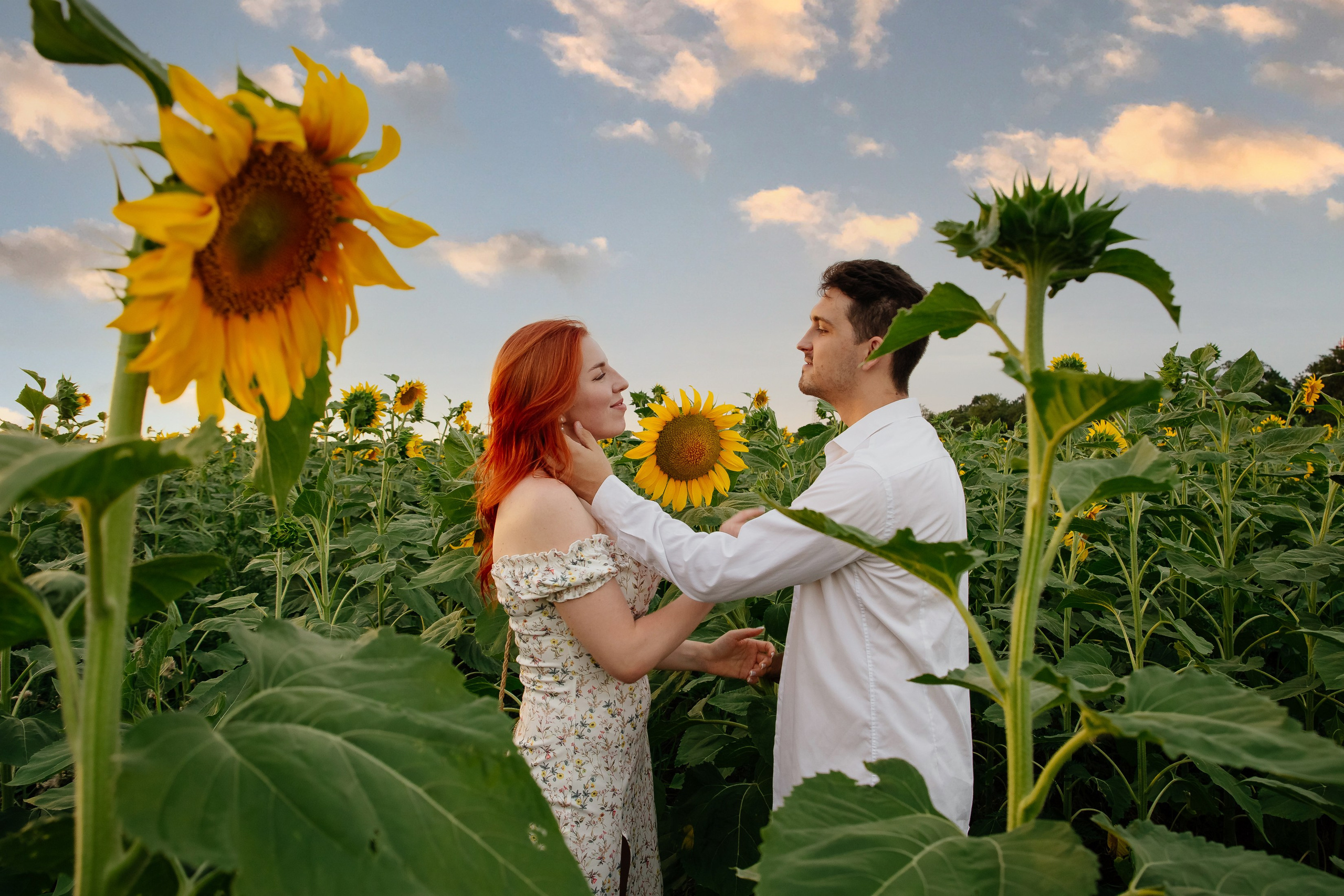 Подсолнухи. Свадебный и семейный фотограф в Краснодаре Илонна Ковалева
