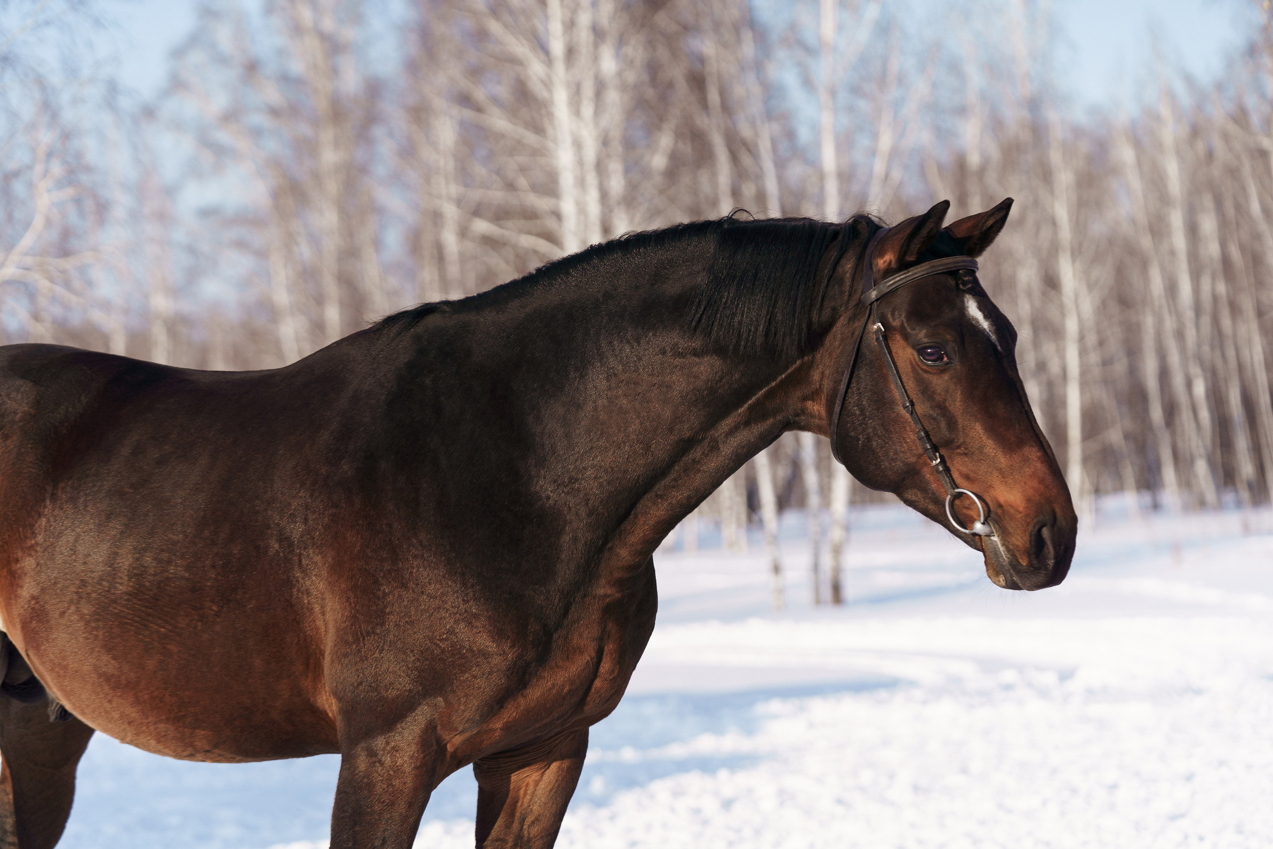 Шахрияр. Главная