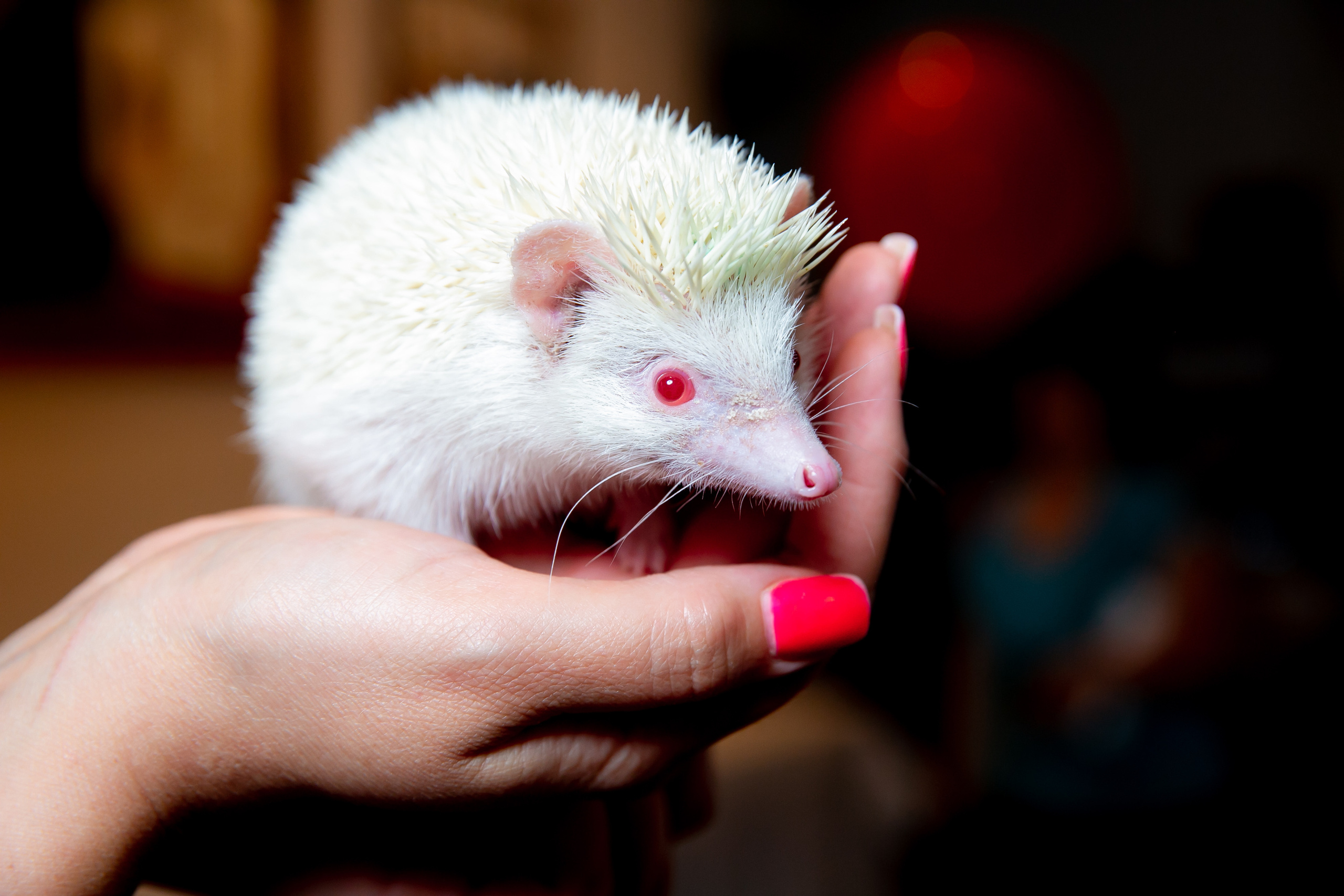 Детские праздники. Семейный фотограф в Москве Владимир Васильев