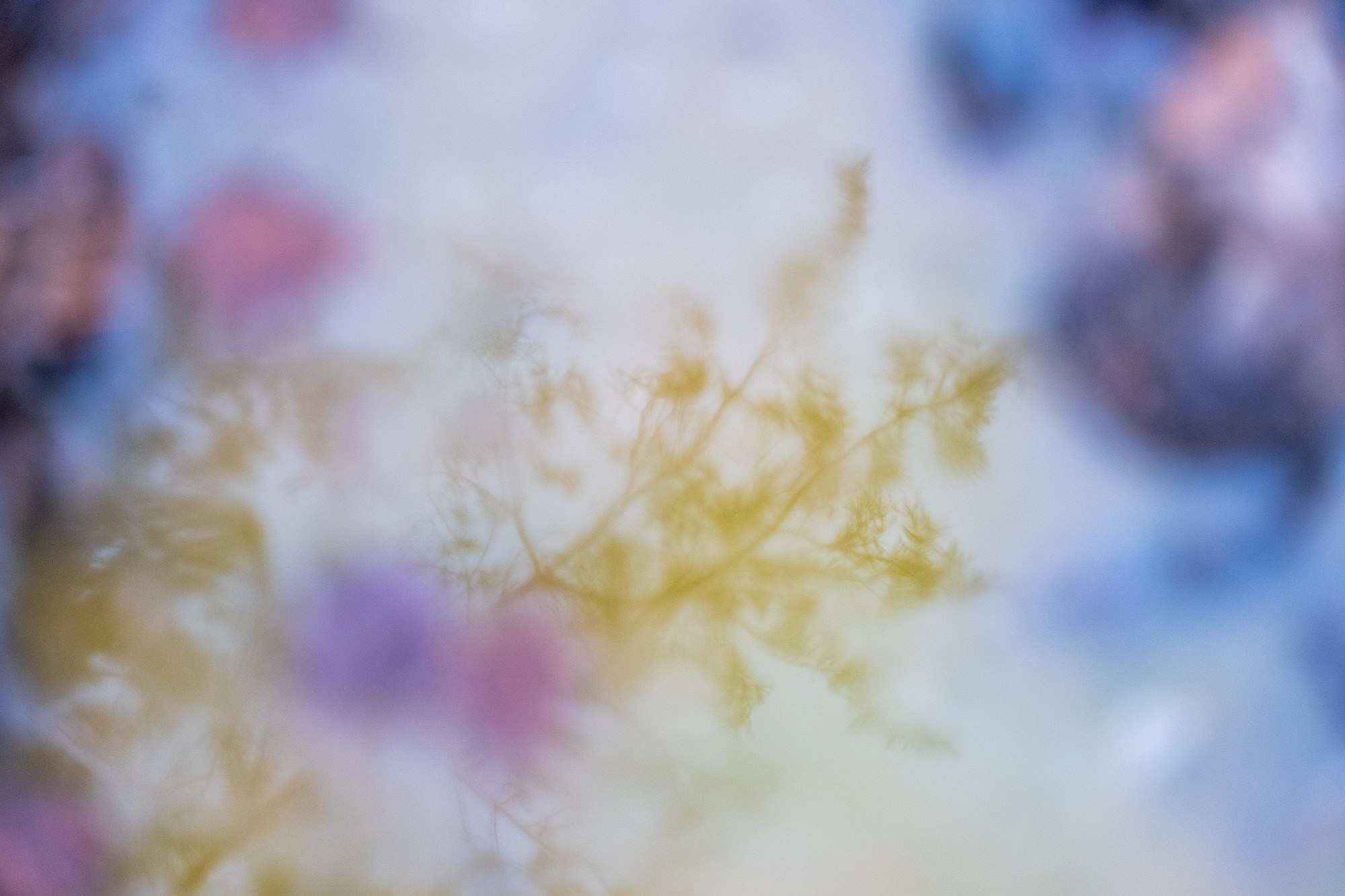 Отражение ветвей дерева в луже воды. Много цвета и света