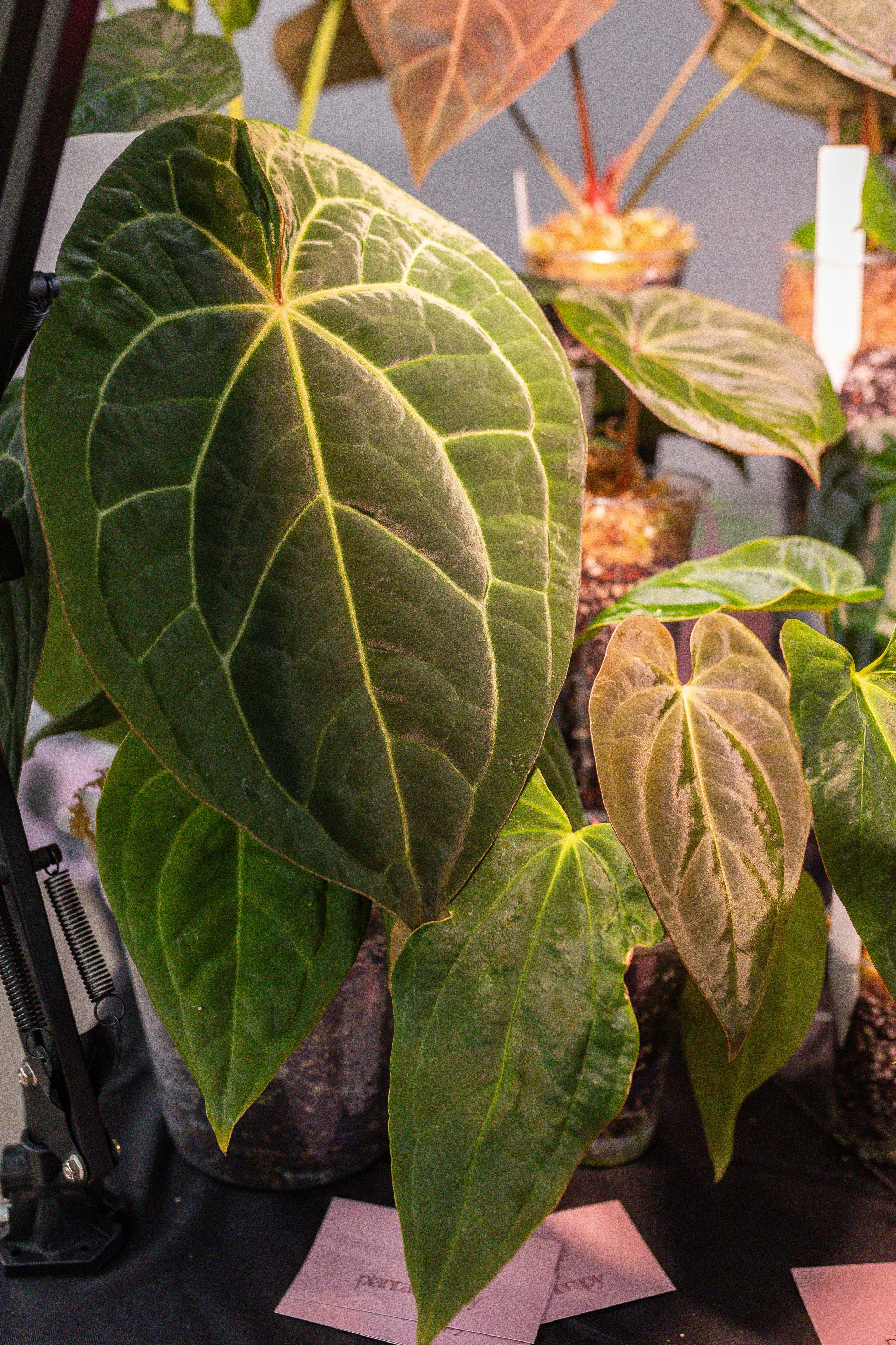 Ярмарка Green Rare 20.09.25. Александра Куликова фотограф, Москва