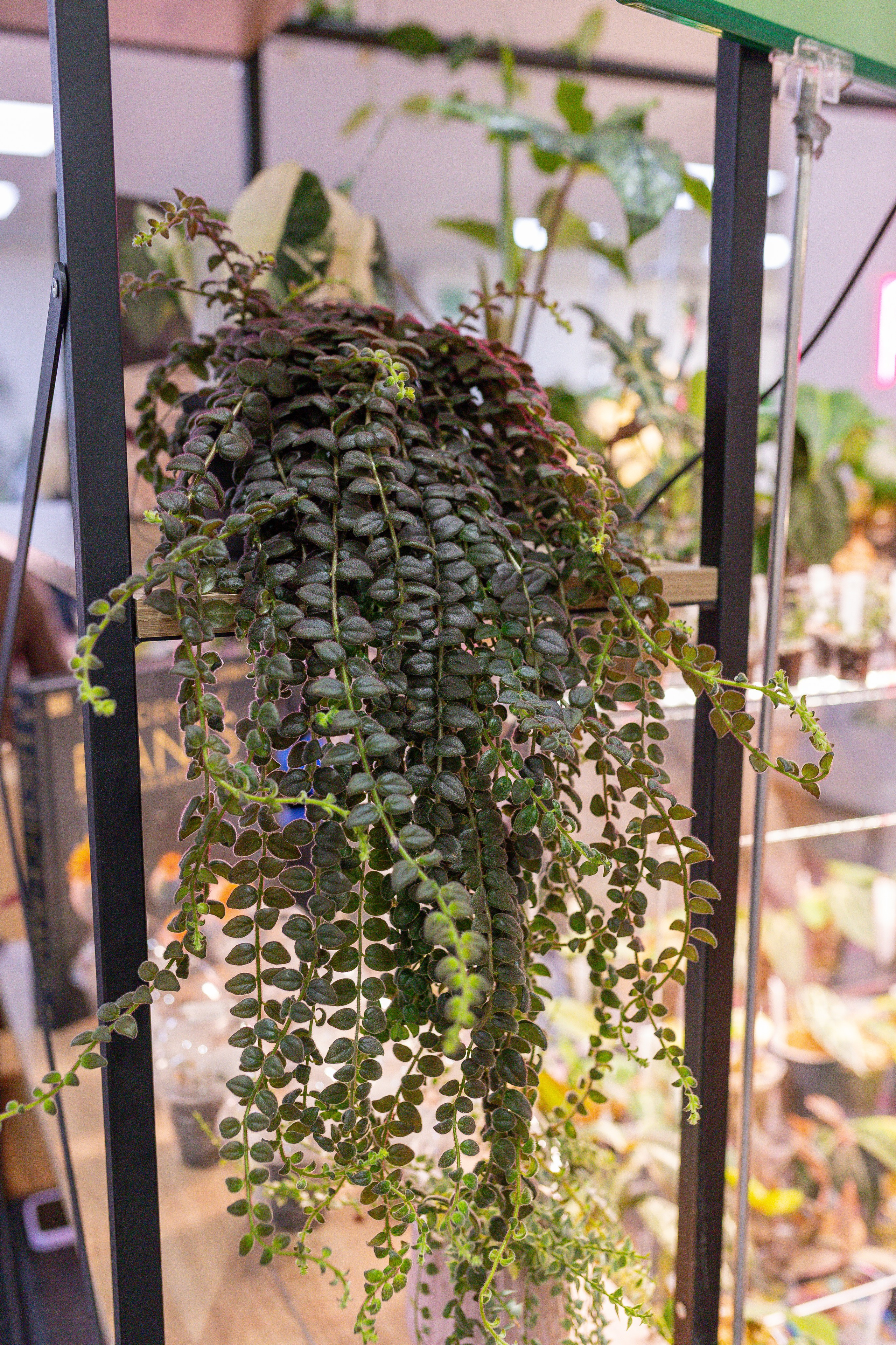 Монстериум 11–12 октября. Александра Куликова фотограф, Москва