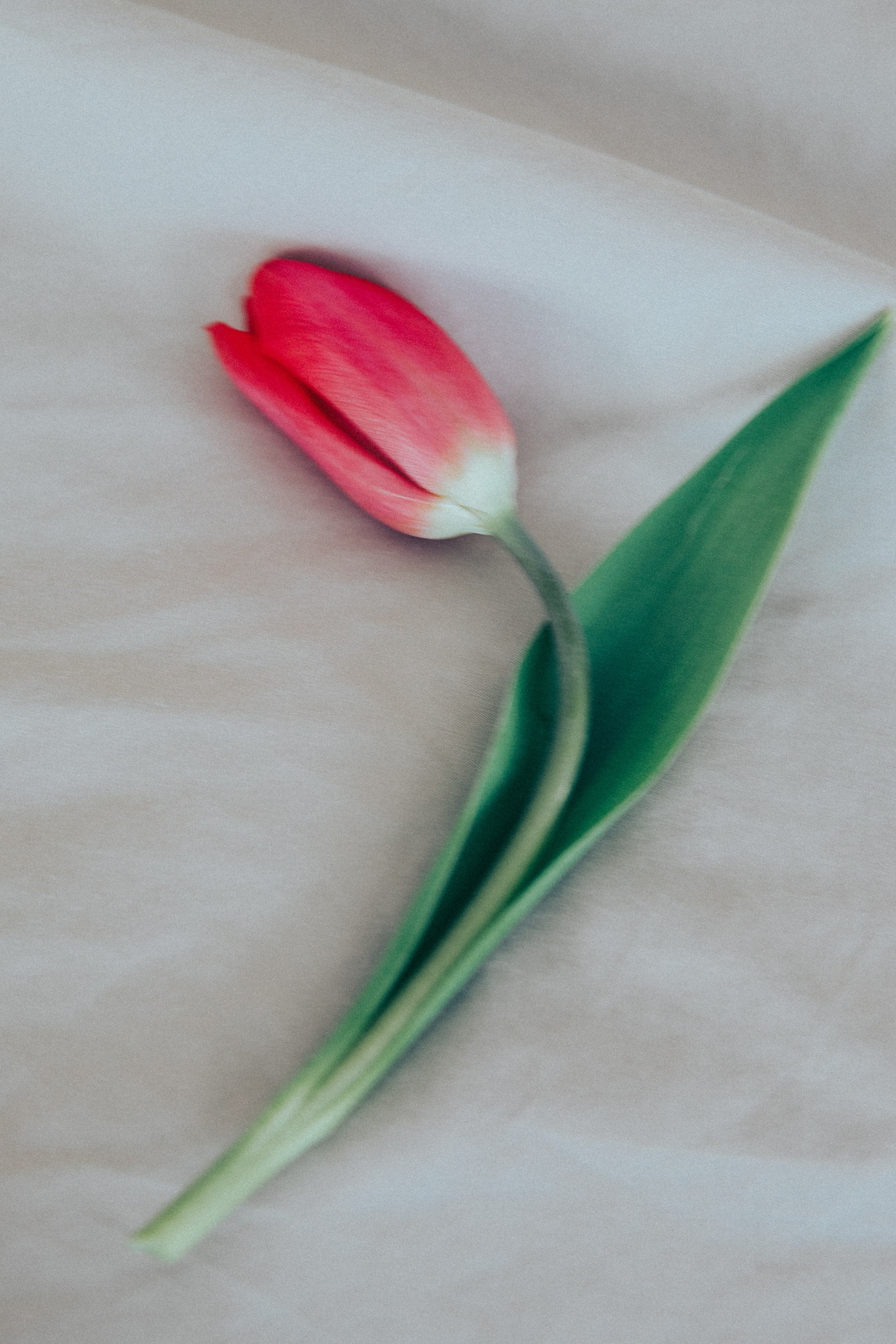 Юля. Фотограф в Москве Шаганова Нина