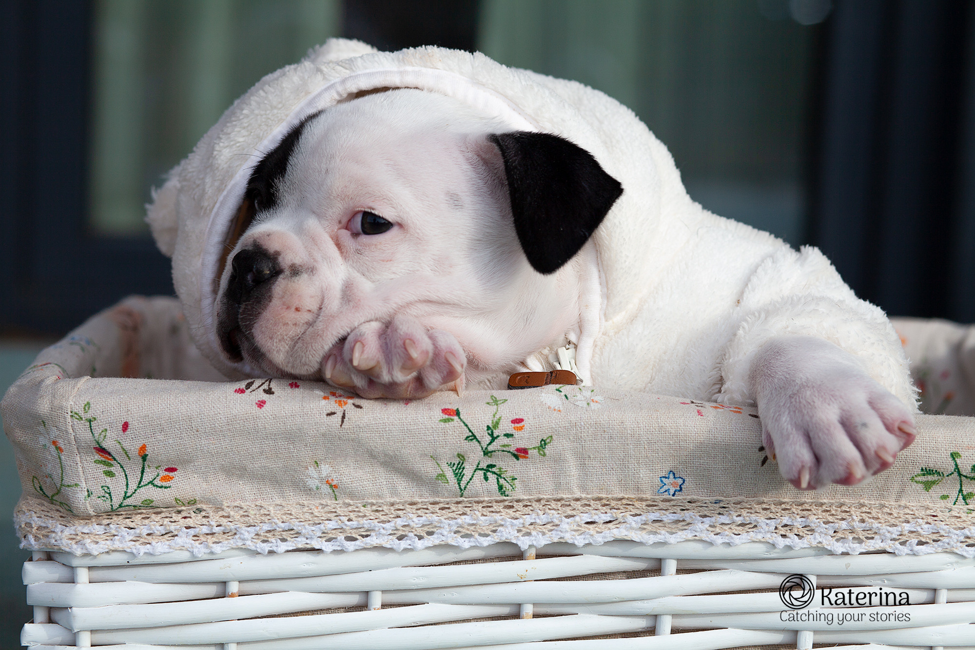 Николас и щенки. Портретная и семейная съемка. Фотограф анималист