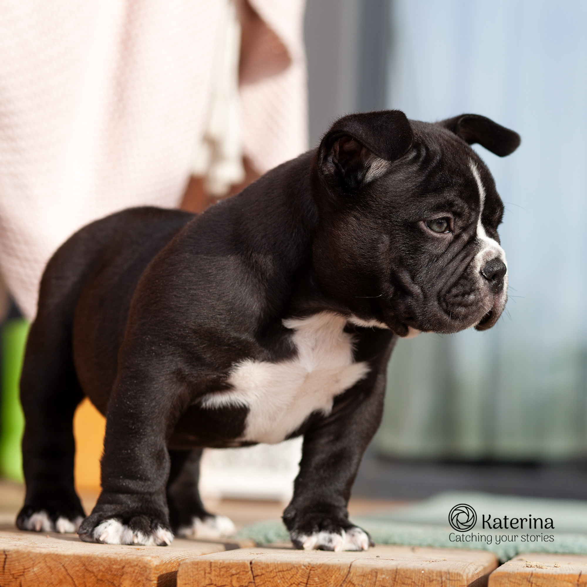 Николас и щенки. Портретная и семейная съемка. Фотограф анималист