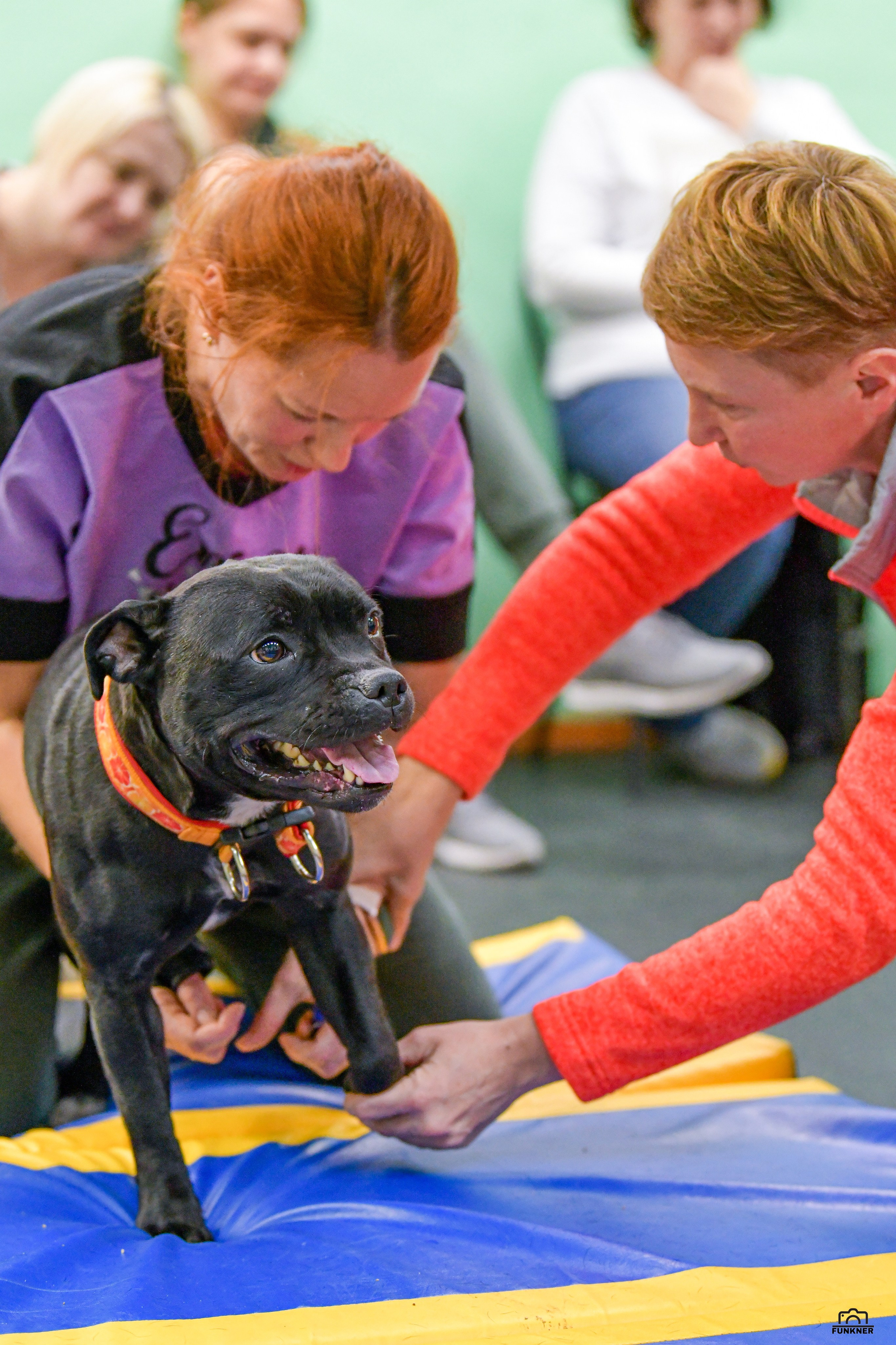 Кинологический клуб «Бодрый хвост». Свой взгляд через объектив