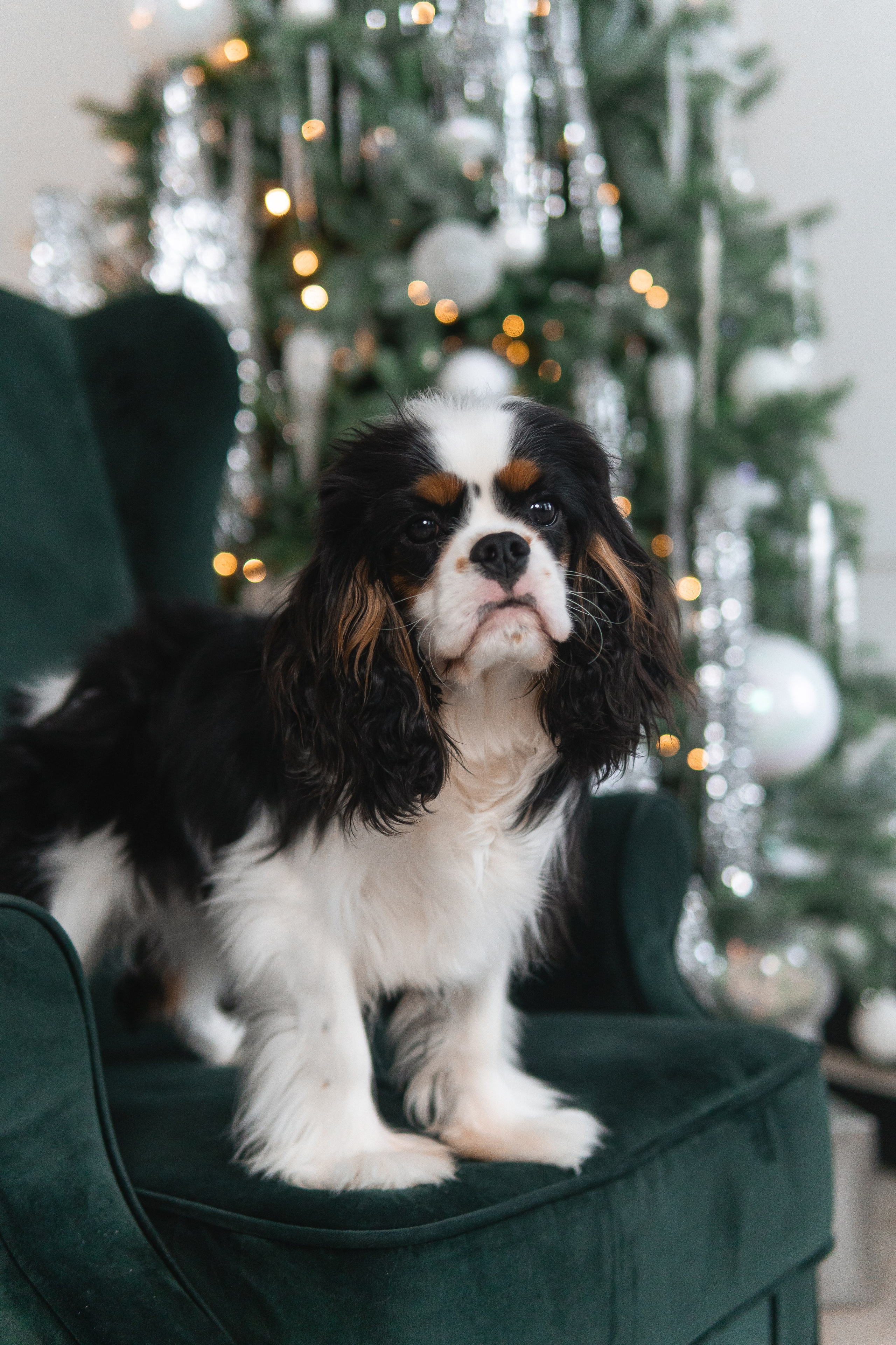 Belle Destino (питомник): новогодняя история. Портретный и репортажный фотограф в Воронеже: Анастасия Пузикова