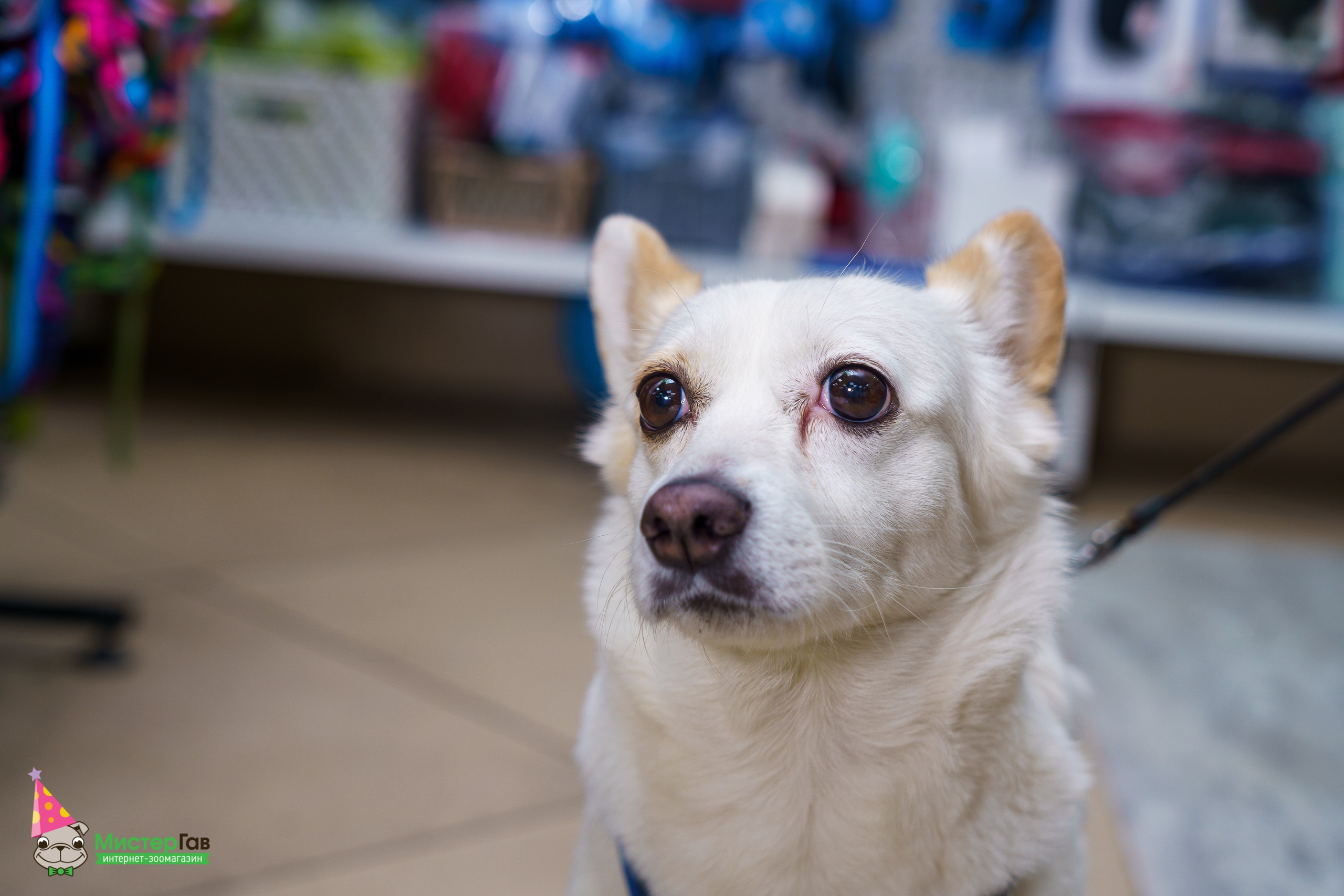 Мистер Гав -13 лет!. Фотограф Челябинск · Ольга Серебрякова
