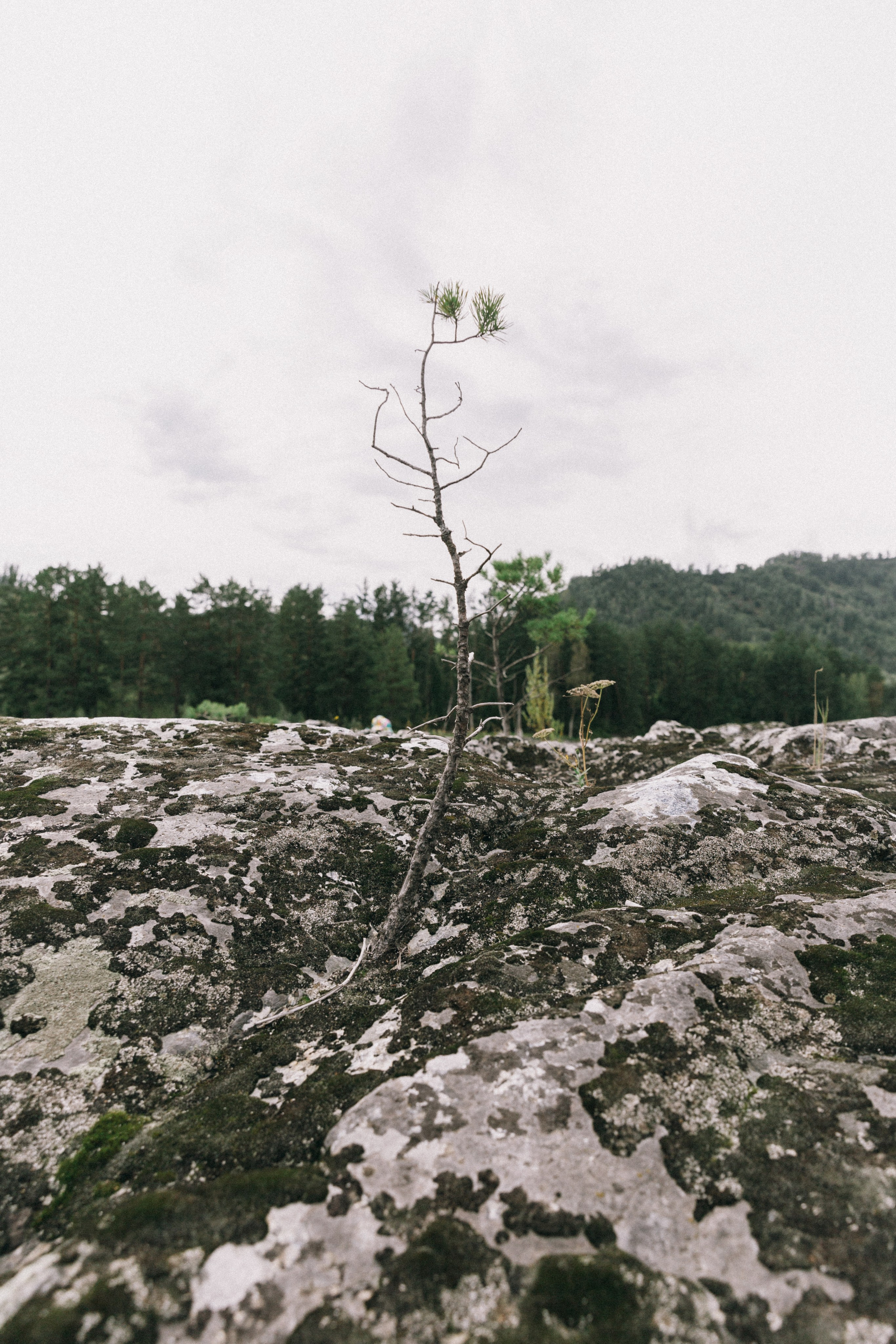 Алтай, природа и эстетика. Александр Чернин. Семейный и событийный фотограф