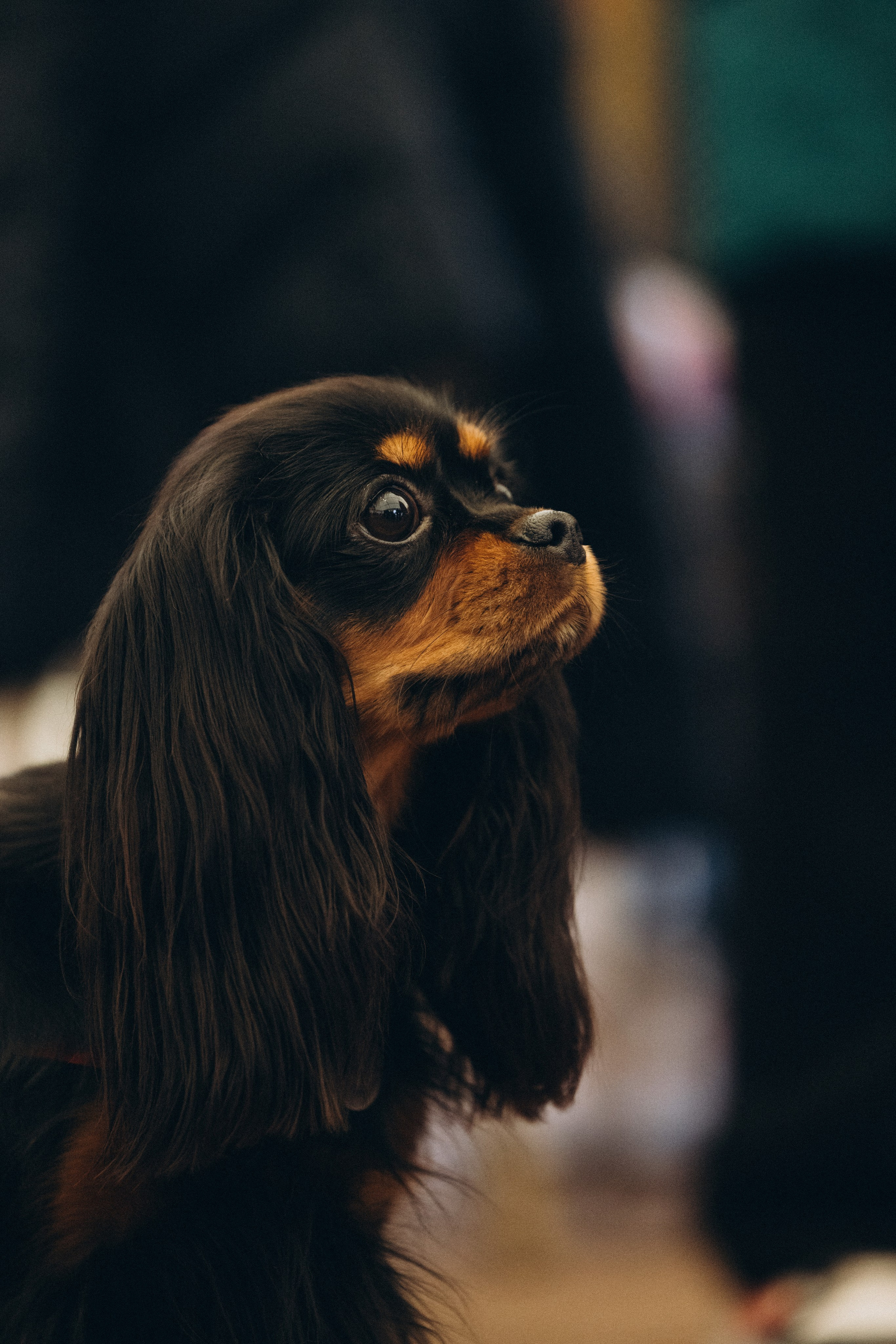 Встреча ККЧС. Фотограф анималист Осипчикова Мария