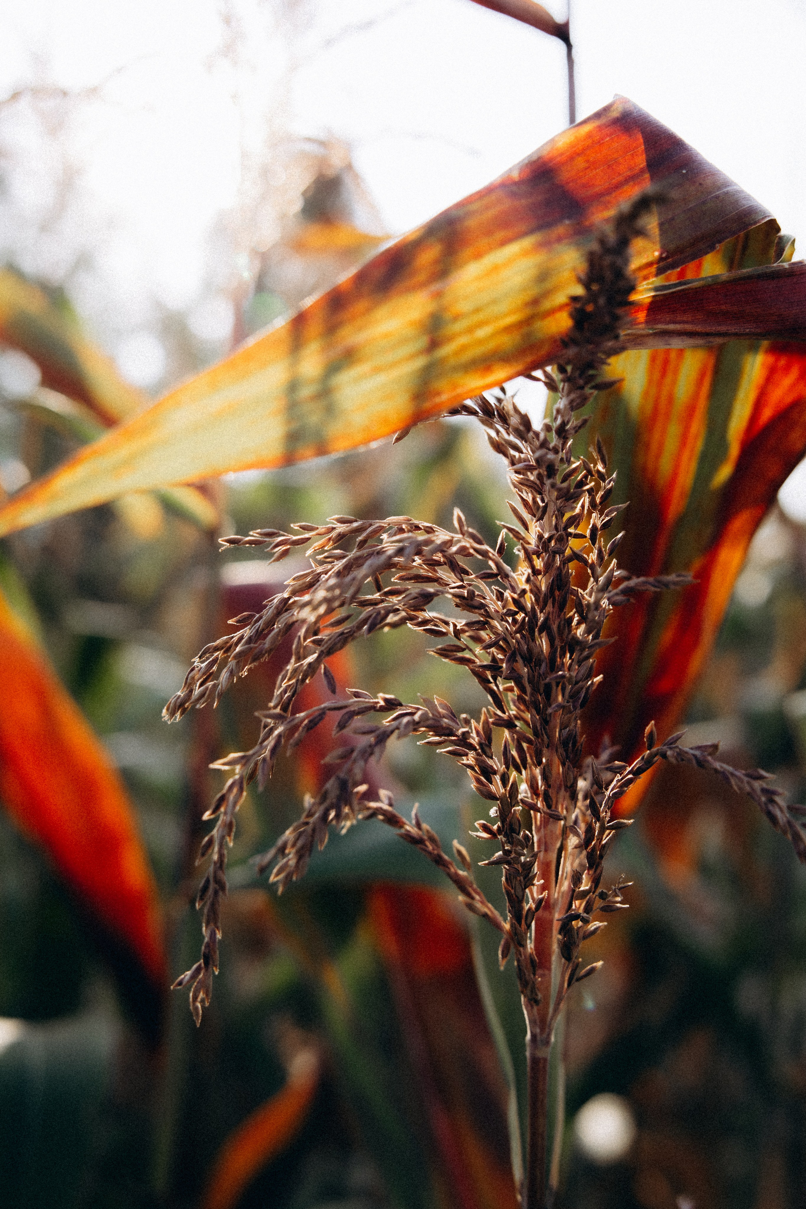Анастасия и Алексей. Алена Бадамшина — свадебный фотограф Воронеж / Москва