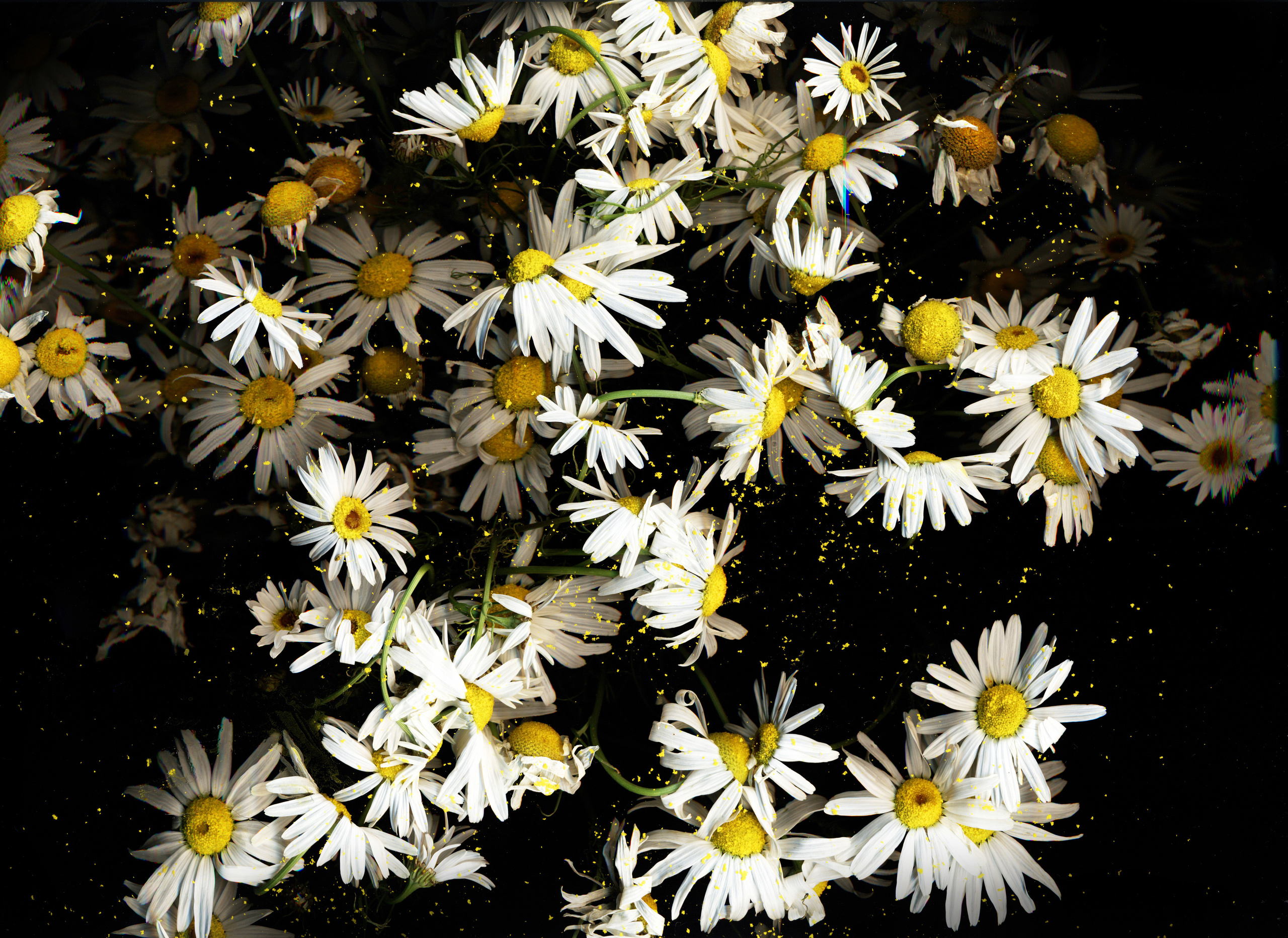 СКАНОГРАФИЯ. Soulstamina ~ graphic designer & visual artist from St.Petersburg