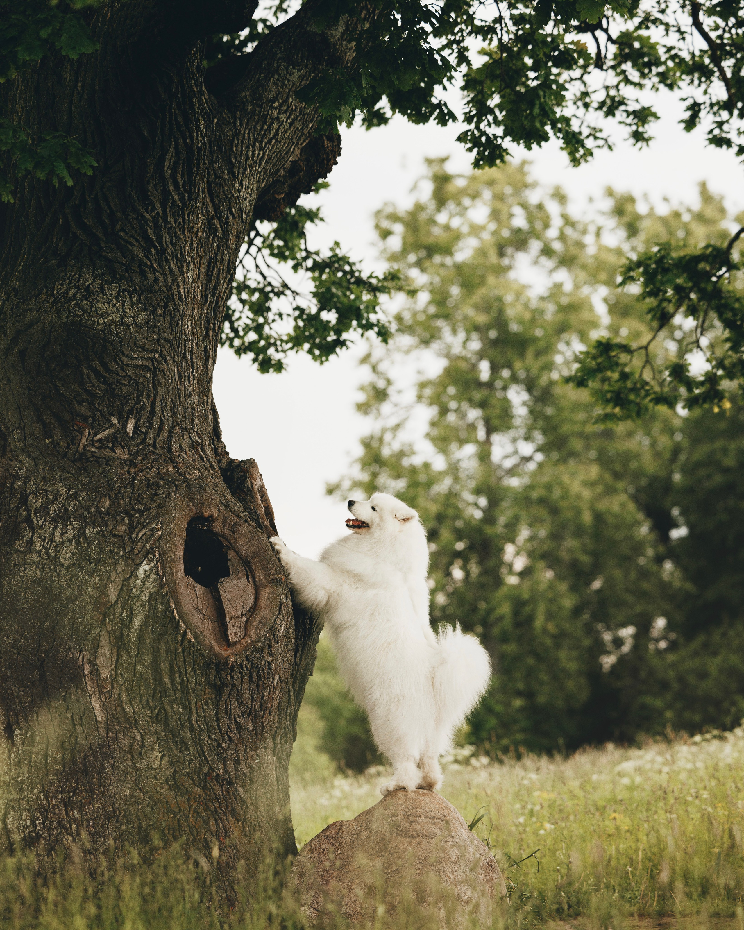 Женя и Цезарь. Фотограф анималист Осипчикова Мария