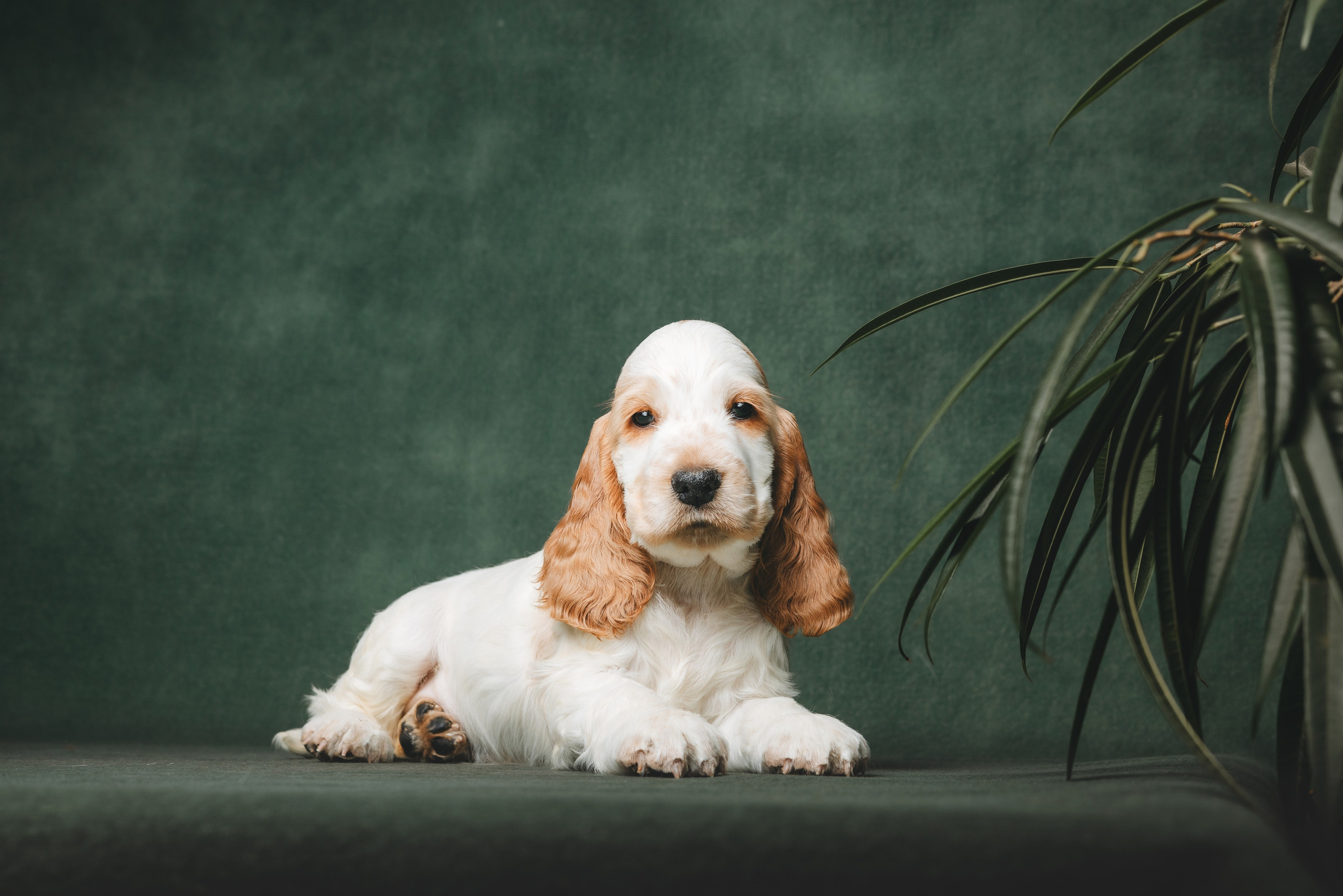 Английские коккер-спаниели. Фотограф анималист Осипчикова Мария