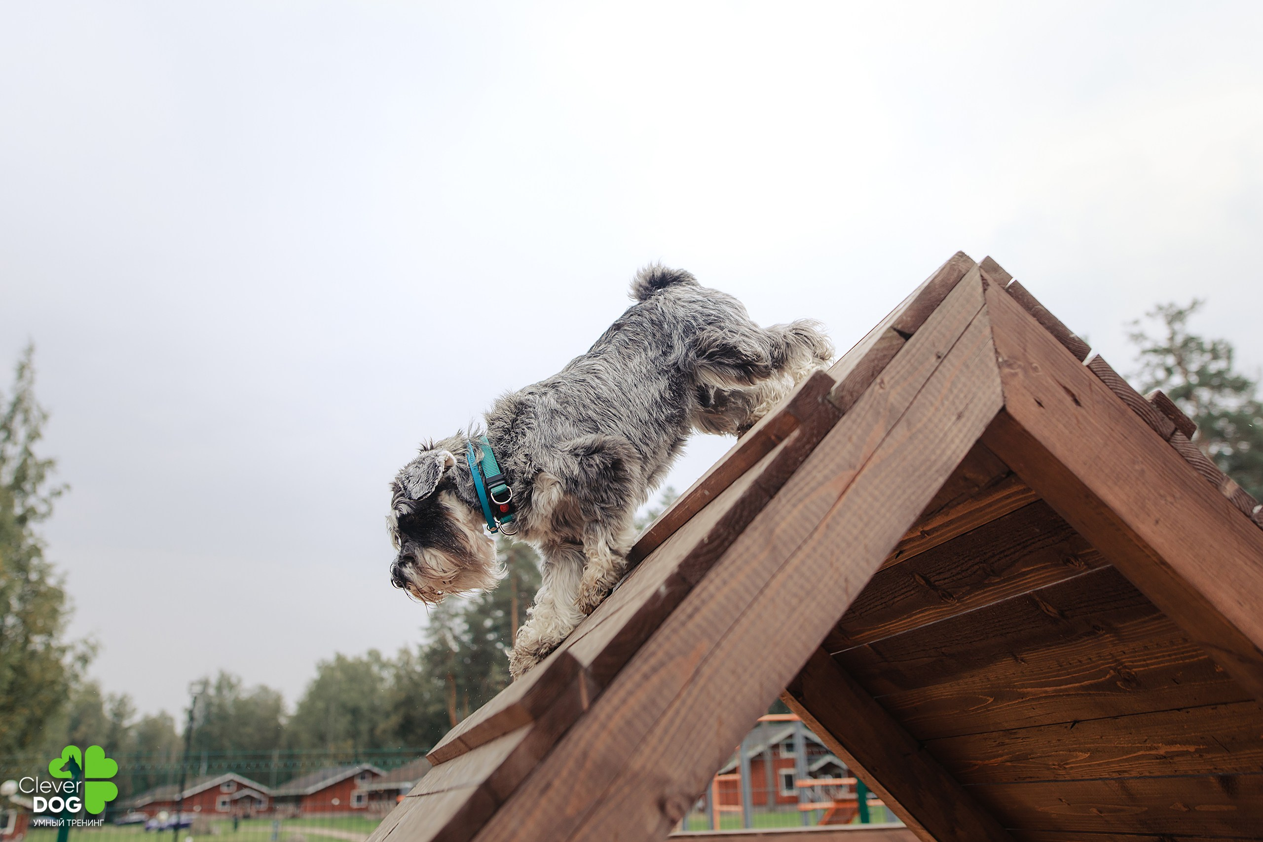 Кинологический лагерь CleverDog, 2024. Фотограф-анималист Mary Mart — Москва, Питер