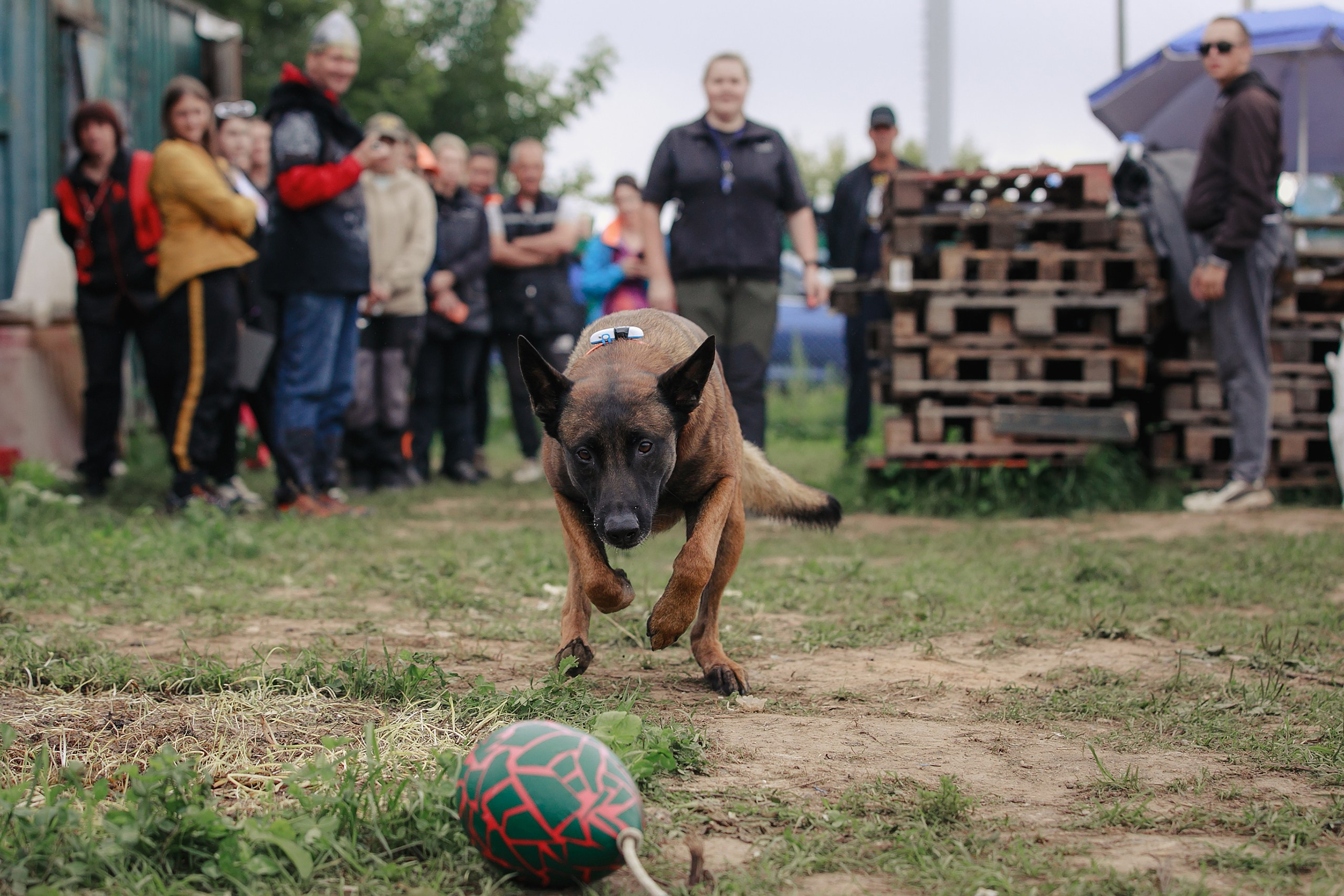 Мондьоринг М1, М2, М3, Вологда. Фотограф-анималист Mary Mart — Москва, Питер