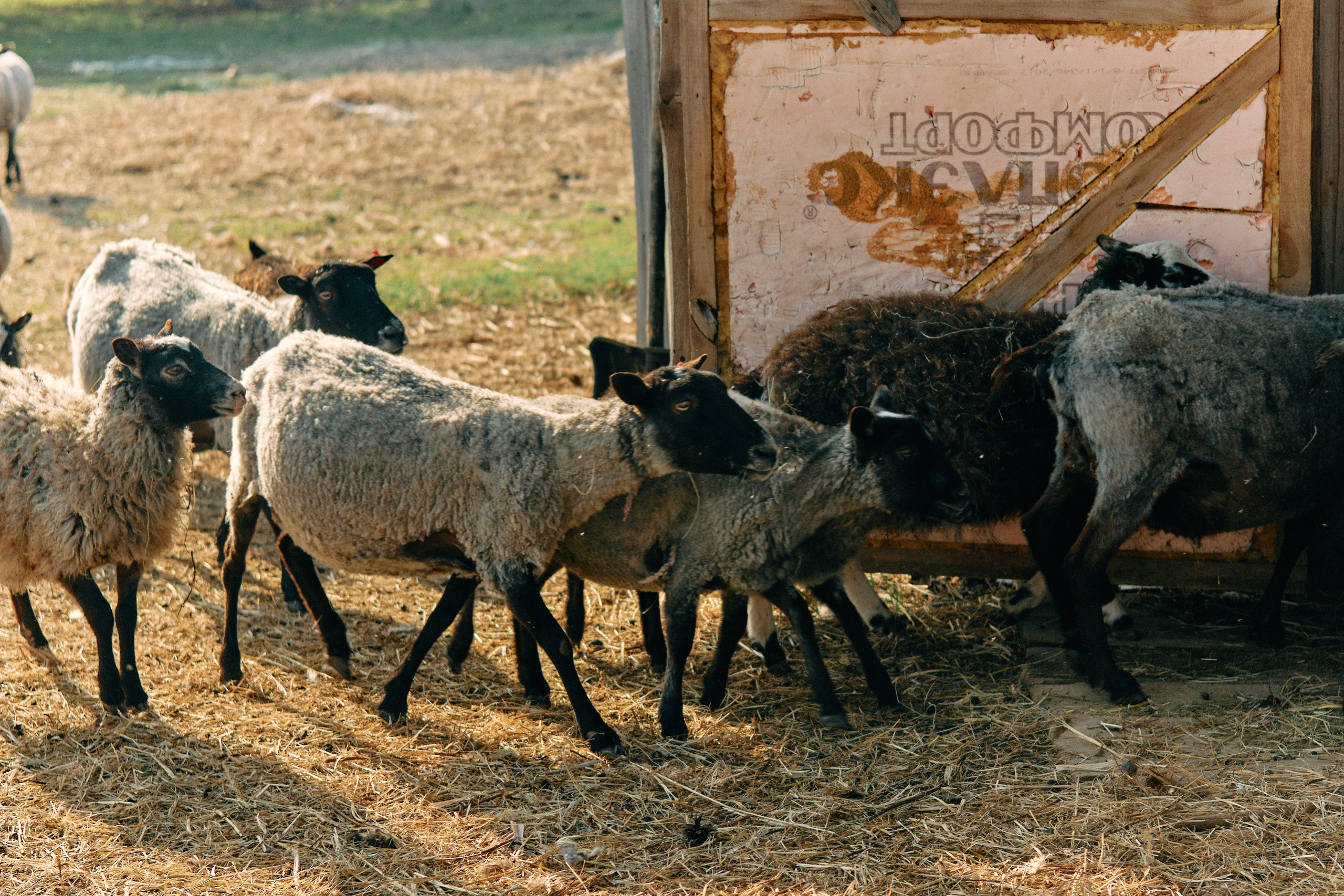 Бутик-отель Поле летом. Профессиональный Фотограф во Владимире, в Москве и в Суздале — Полина Романычева