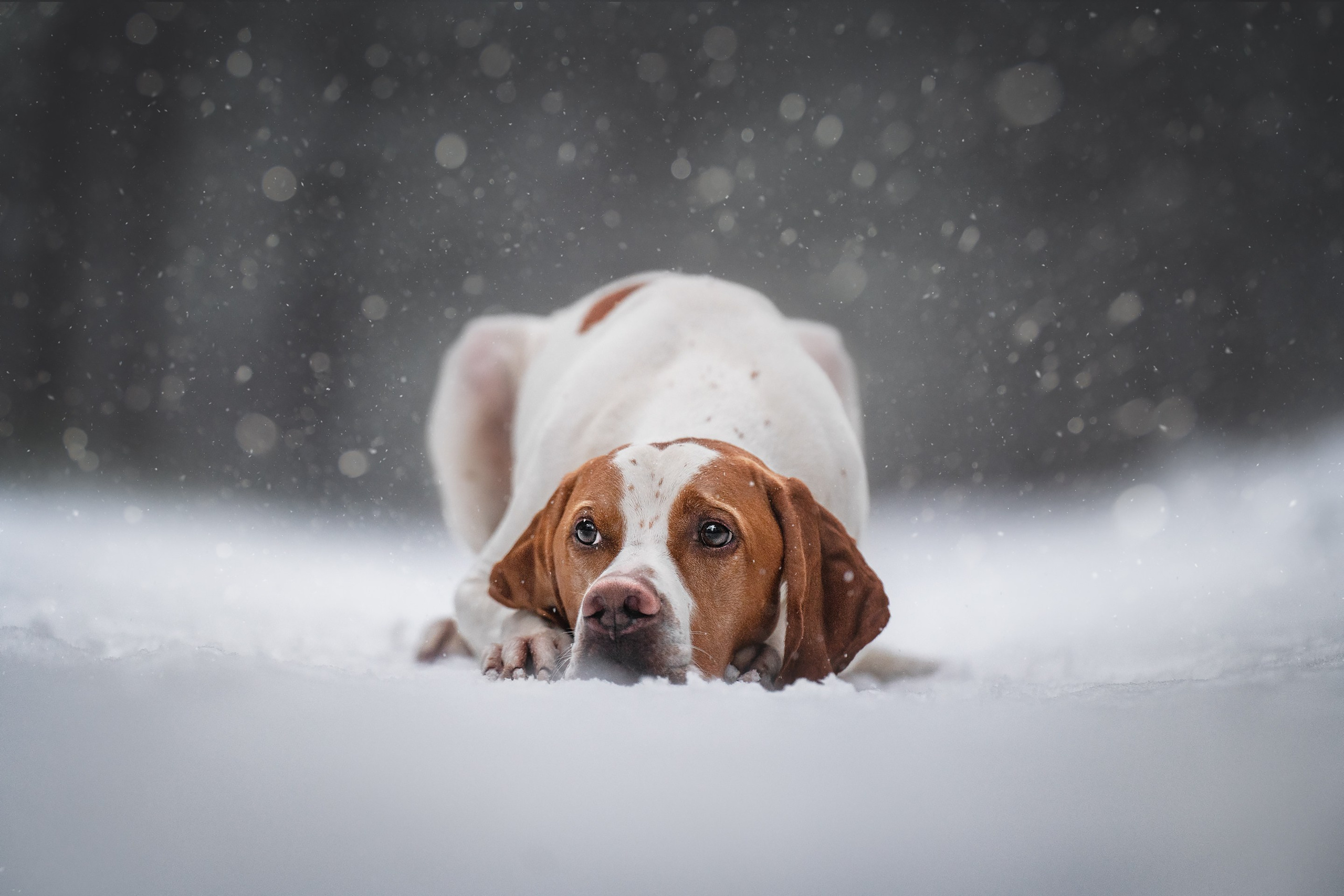 Маккензи. Фотограф анималист Осипчикова Мария
