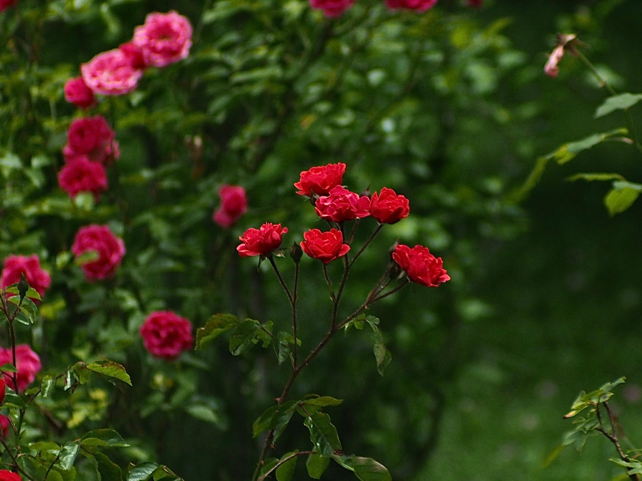 Флора и фауна. Смотри, красота!