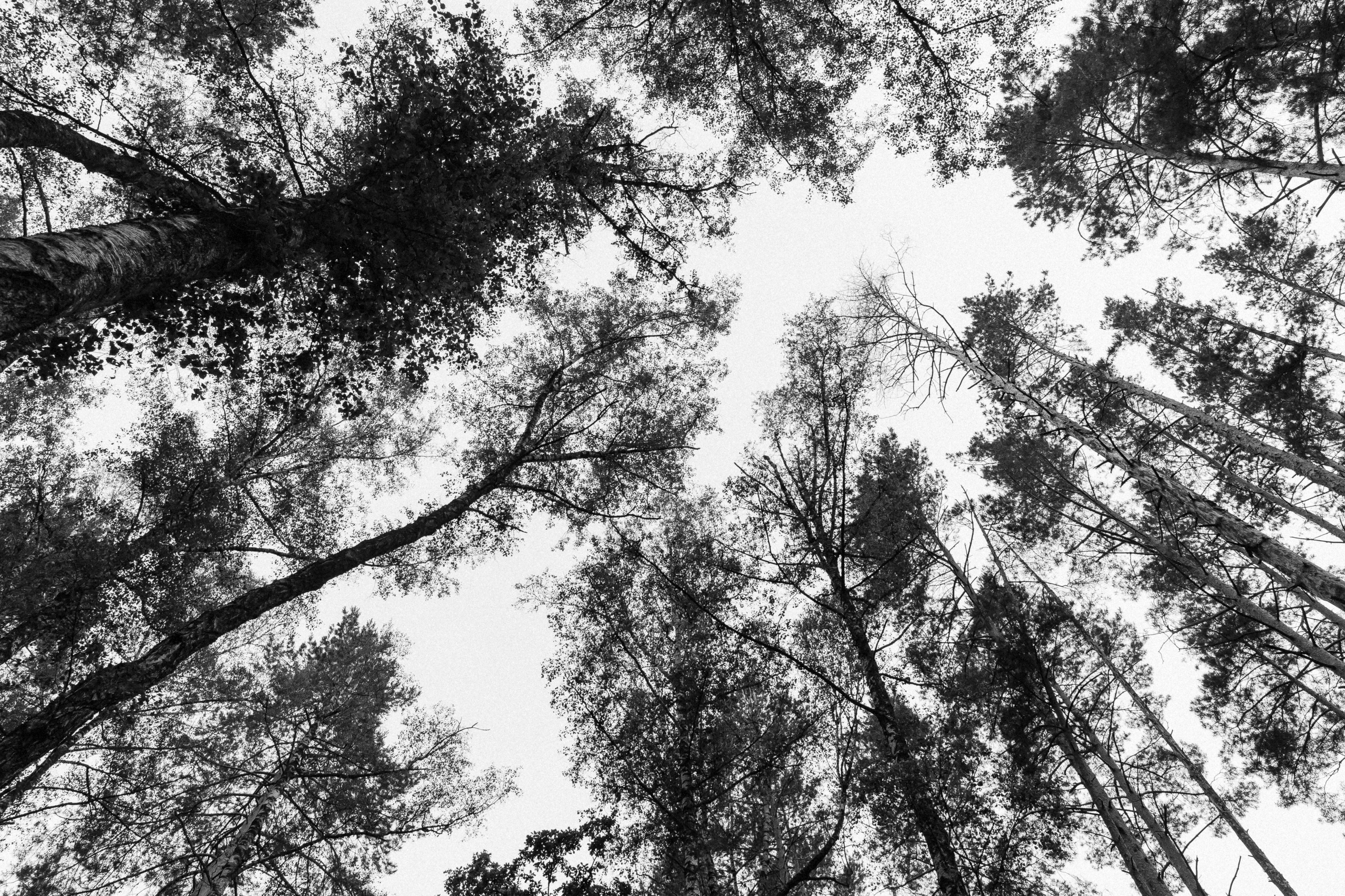 Андрей и Стэфания. Свадебный фотограф в Орле Андрей Поляков