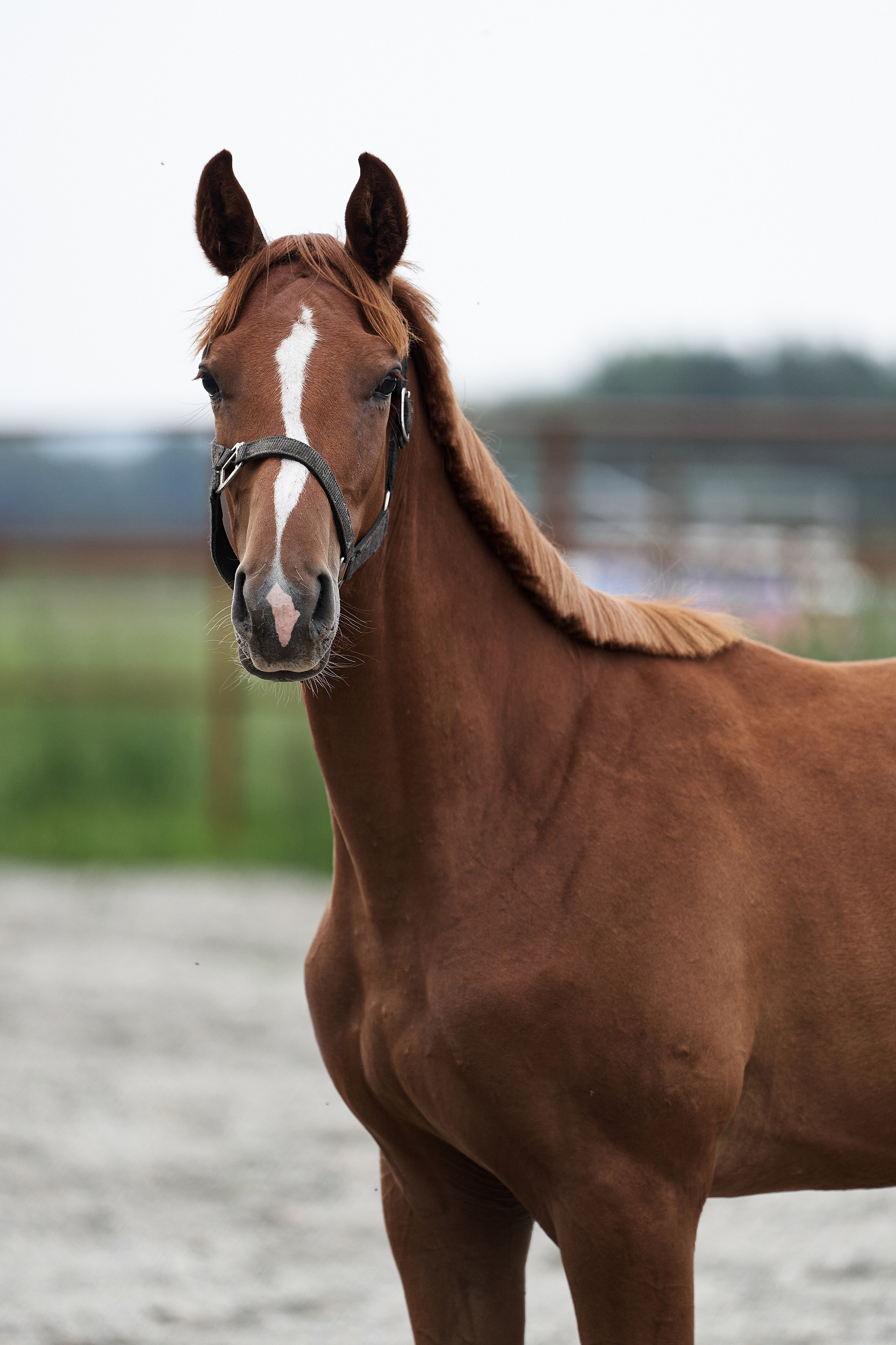 Прозерпина (Парабеллум С — Памэла). Главная