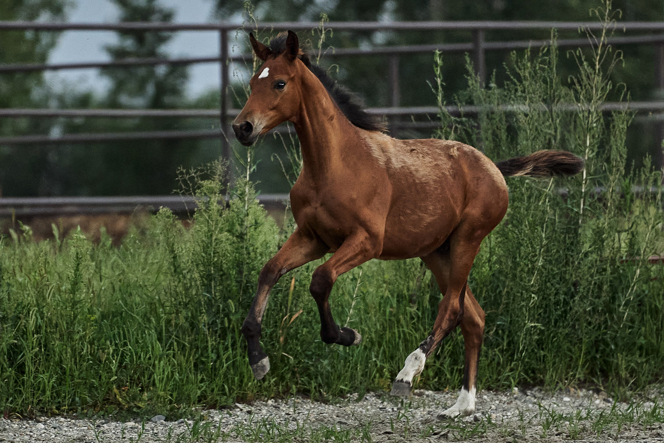 Диполь Хит С (Дарлинг Хит WD — Персия). Главная