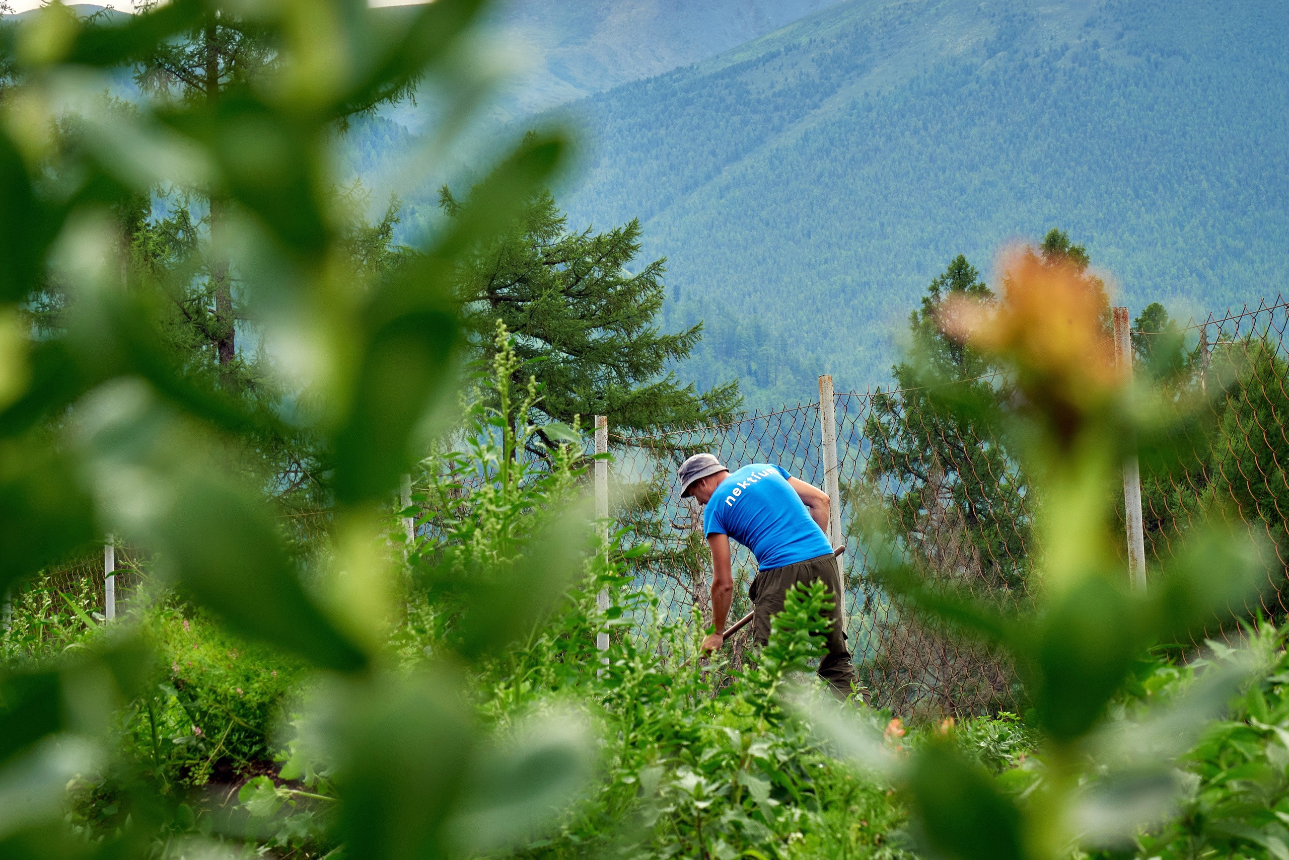 Золотой корень. Фотограф Опыт Качество Скорость Горный Алтай Барнаул