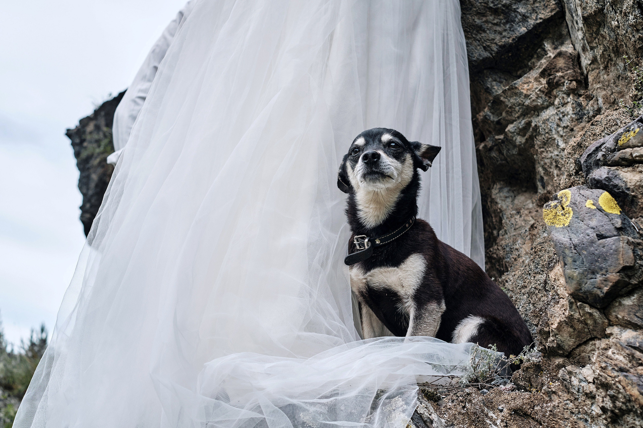 Свадьба. Олег и Мария. Фотограф Опыт Качество Скорость Горный Алтай Барнаул