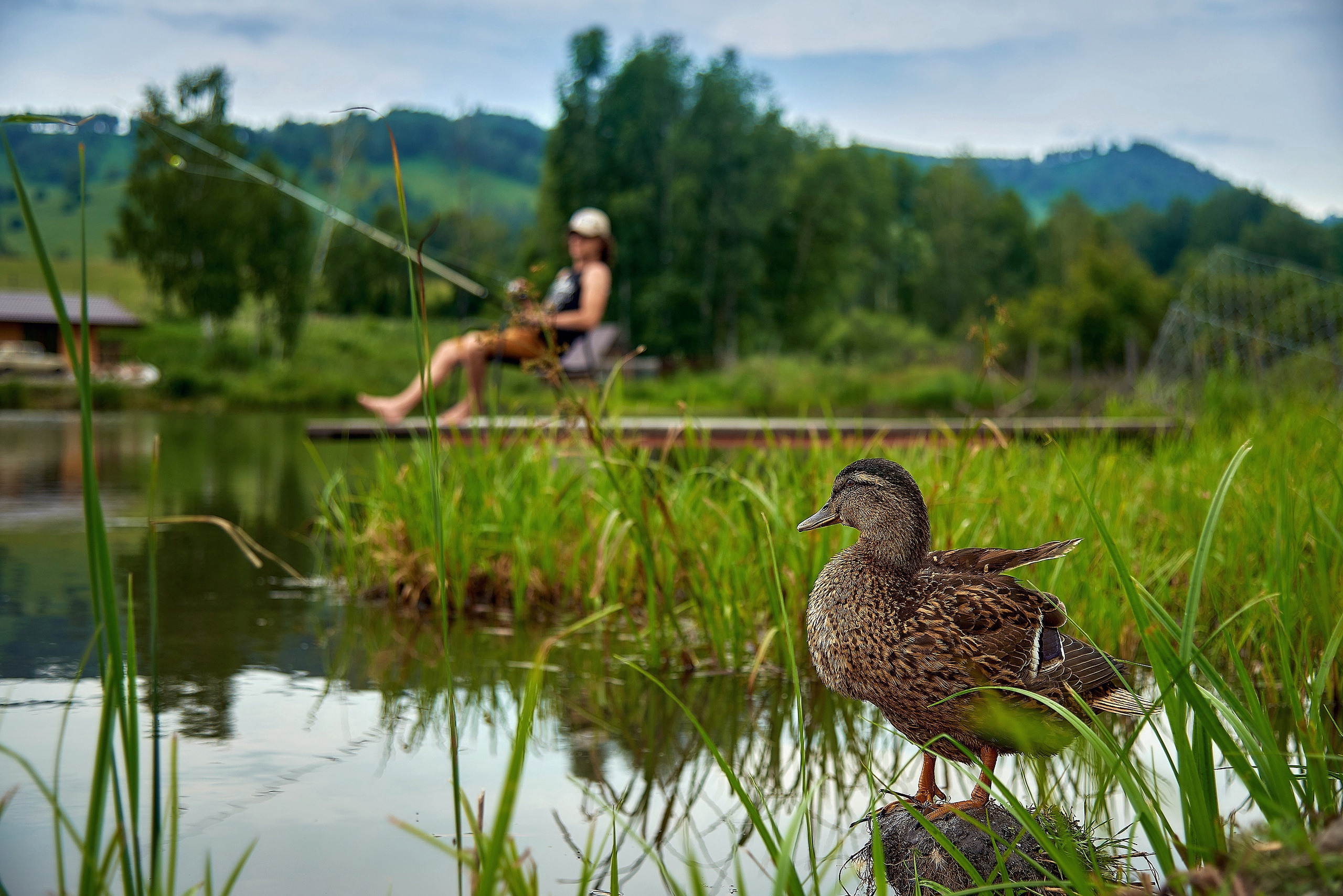 Алтайский Маральник. Фотограф Опыт Качество Скорость Горный Алтай Барнаул