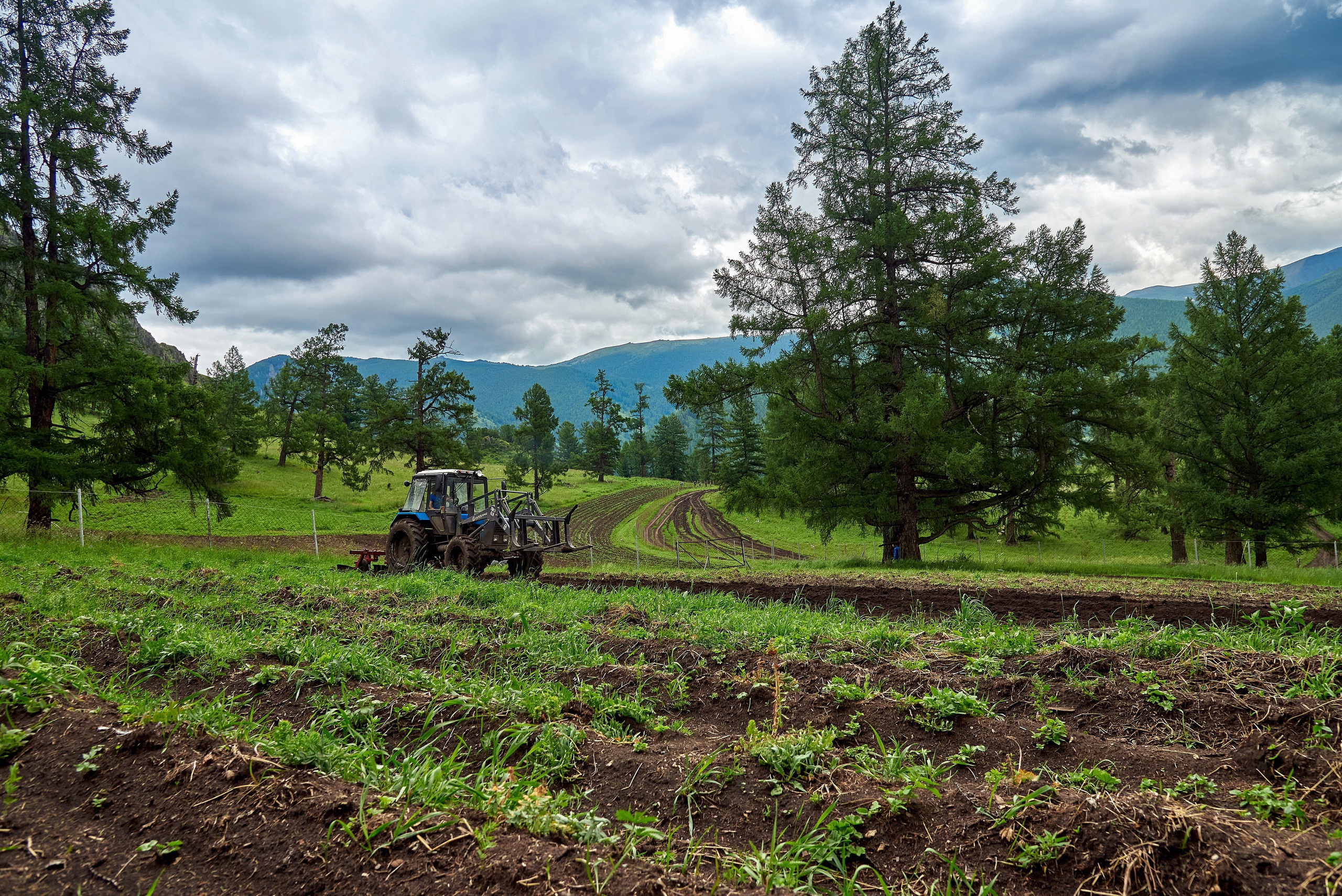Золотой корень. Фотограф Опыт Качество Скорость Горный Алтай Барнаул