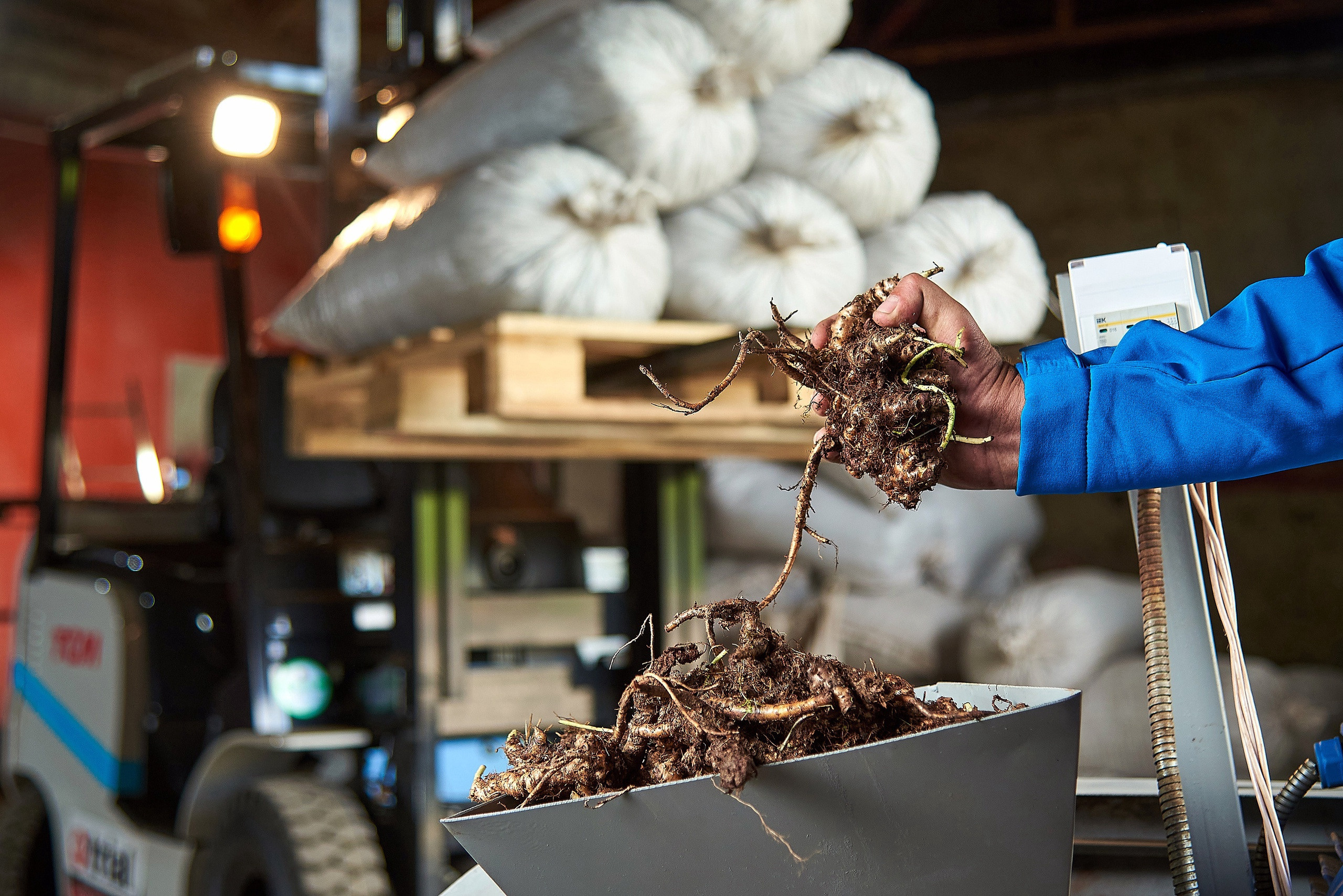 Золотой корень. Фотограф Опыт Качество Скорость Горный Алтай Барнаул