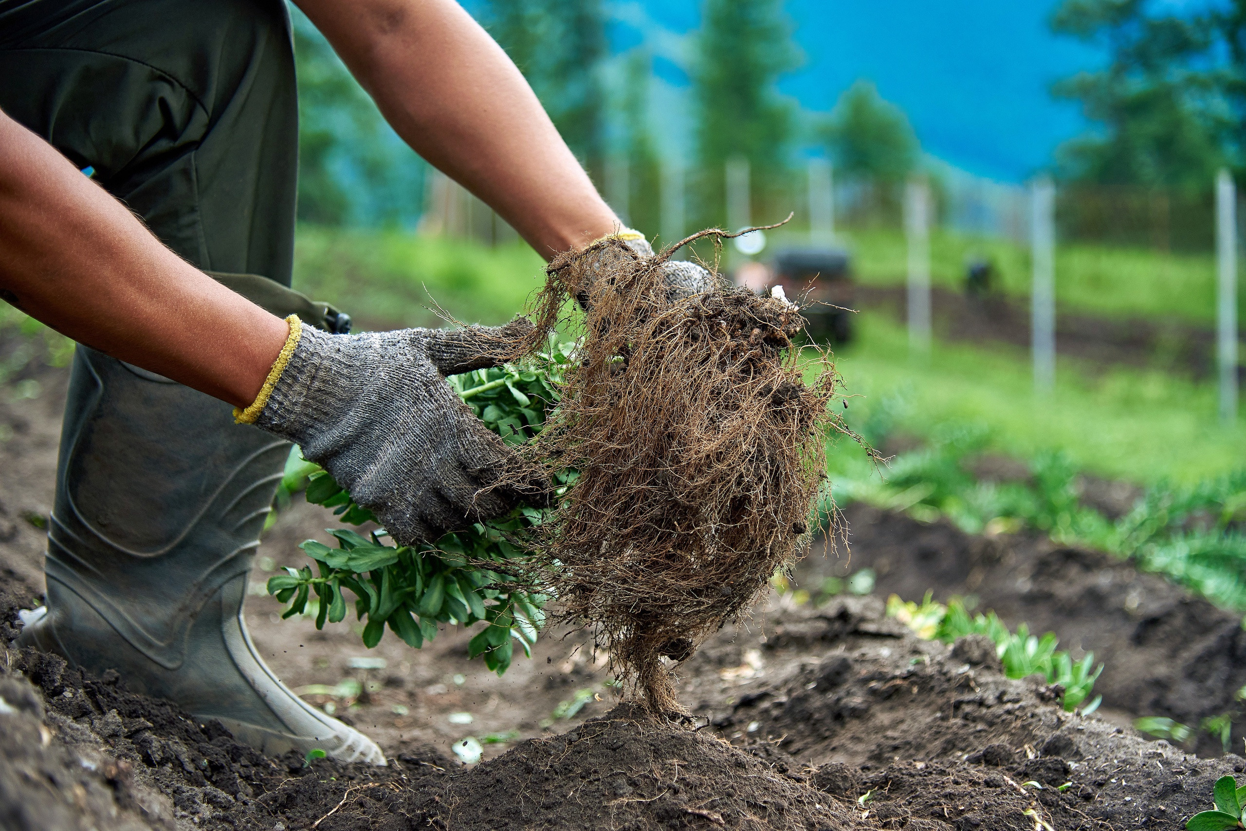 Золотой корень. Фотограф Опыт Качество Скорость Горный Алтай Барнаул