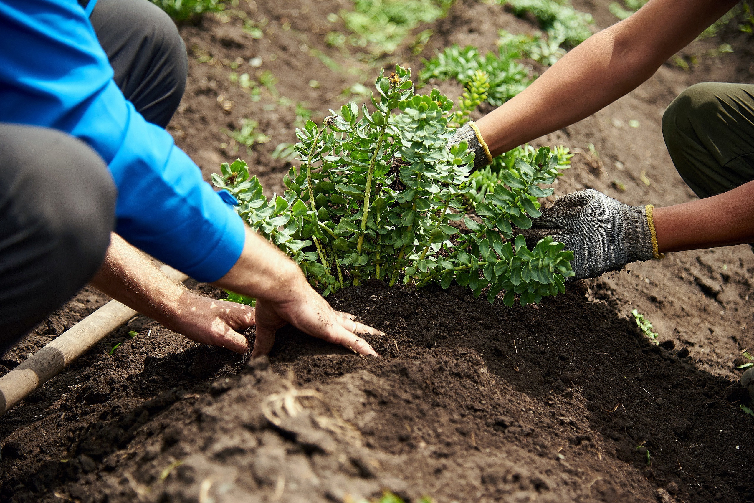 Золотой корень. Фотограф Опыт Качество Скорость Горный Алтай Барнаул