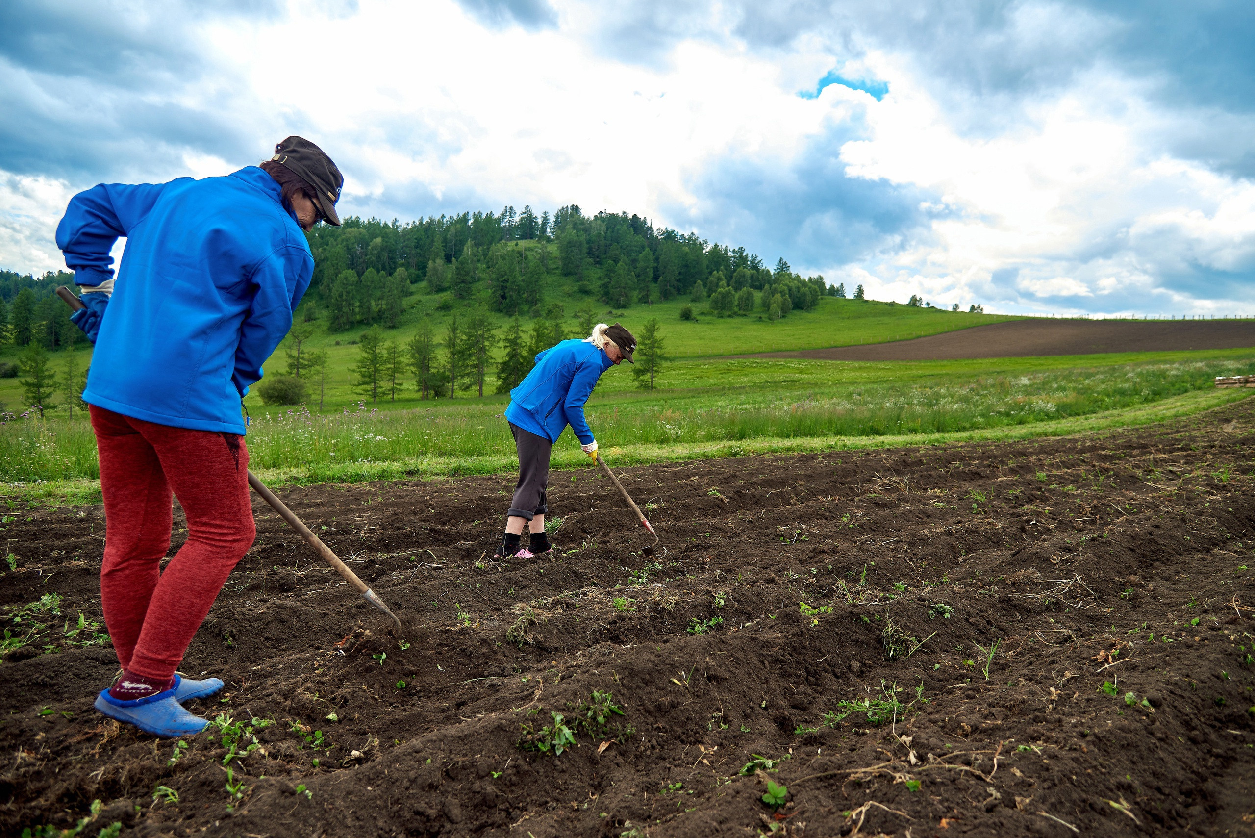 Золотой корень. Фотограф Опыт Качество Скорость Горный Алтай Барнаул
