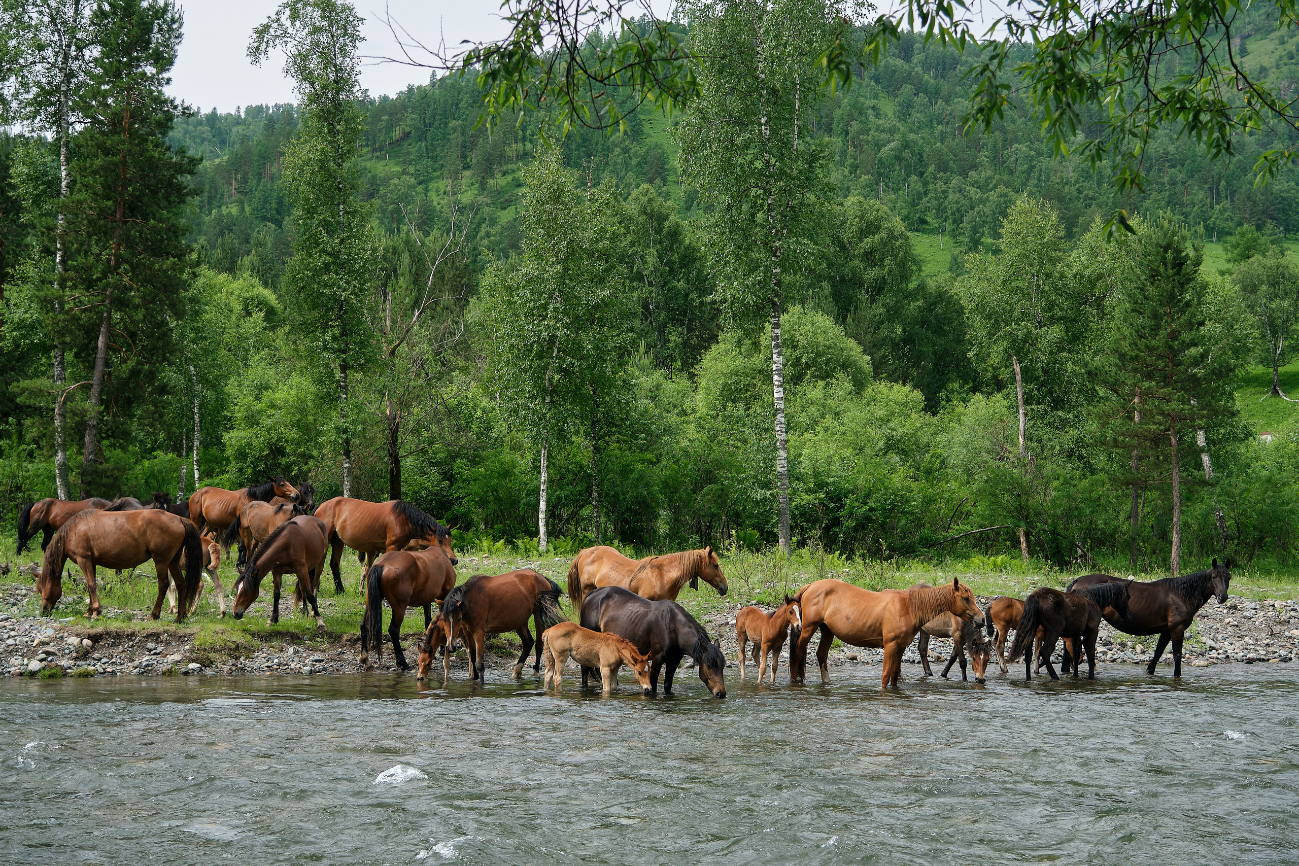 Олимп. Туристическая база. Фото для сайта. Фотограф Опыт Качество Скорость Горный Алтай Барнаул