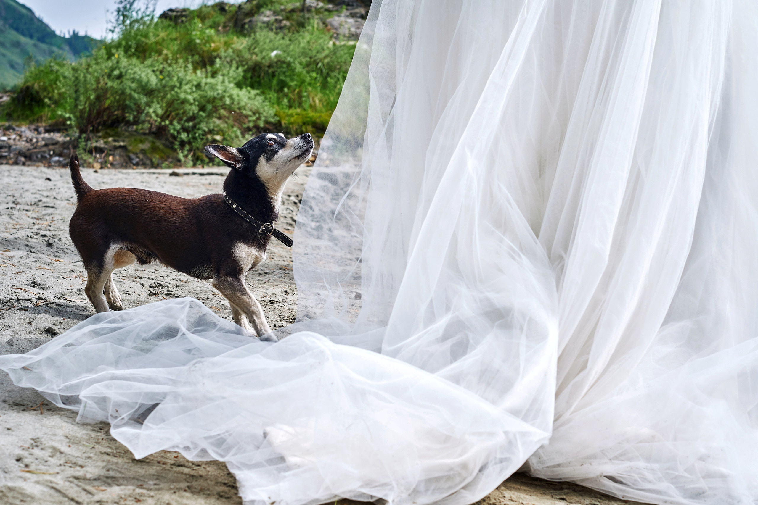 Свадьба. Олег и Мария. Фотограф Опыт Качество Скорость Горный Алтай Барнаул