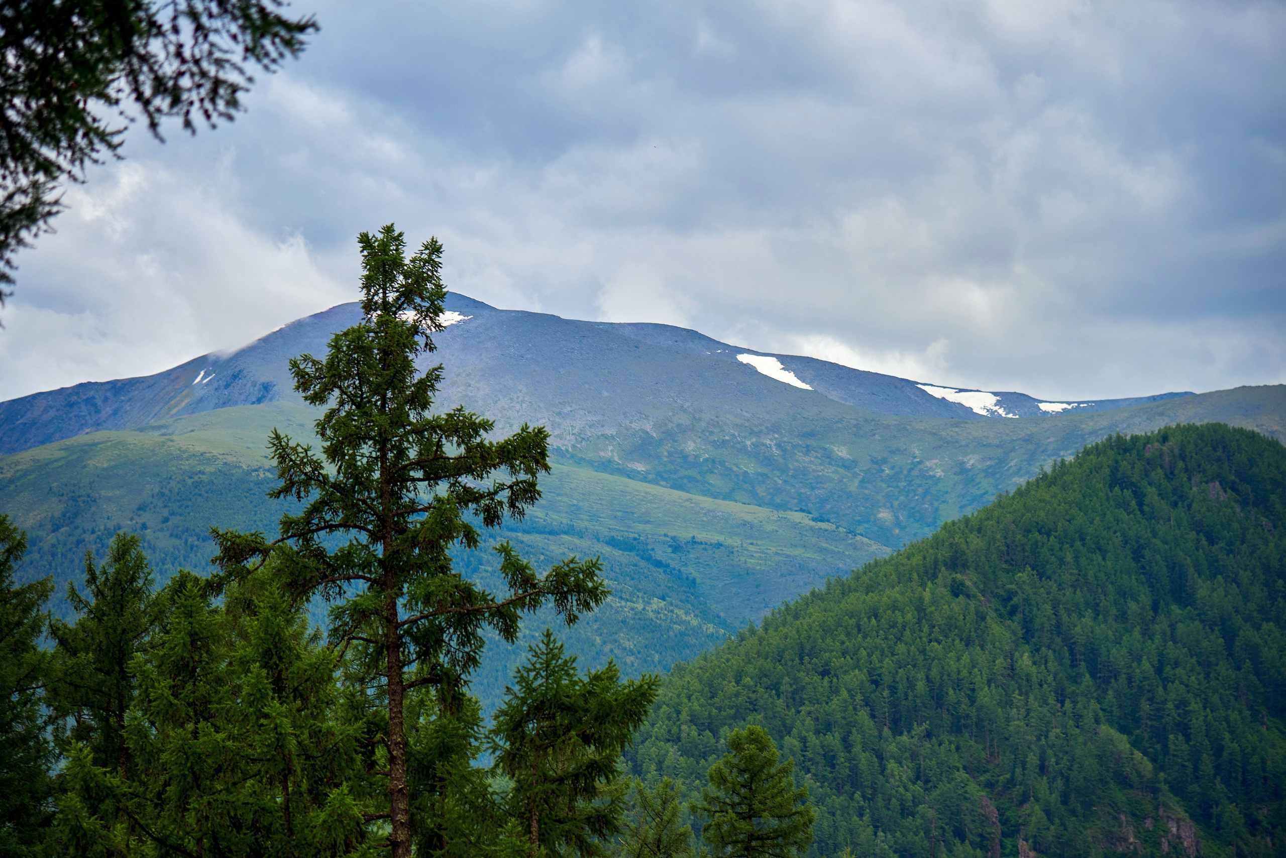 Золотой корень. Фотограф Опыт Качество Скорость Горный Алтай Барнаул