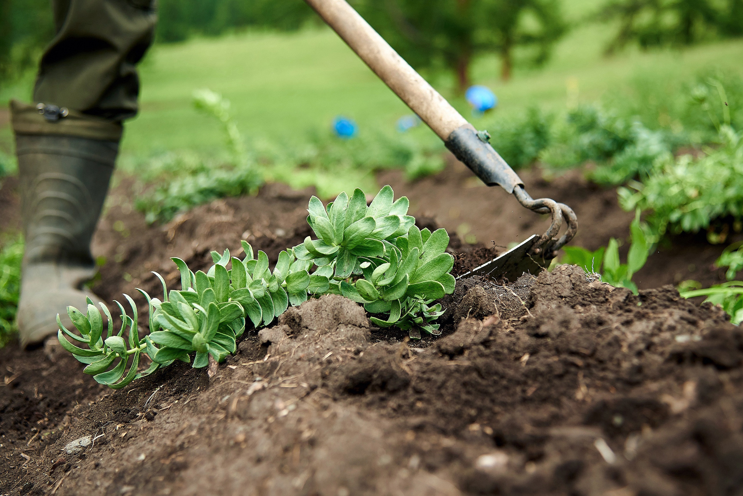 Золотой корень. Фотограф Опыт Качество Скорость Горный Алтай Барнаул