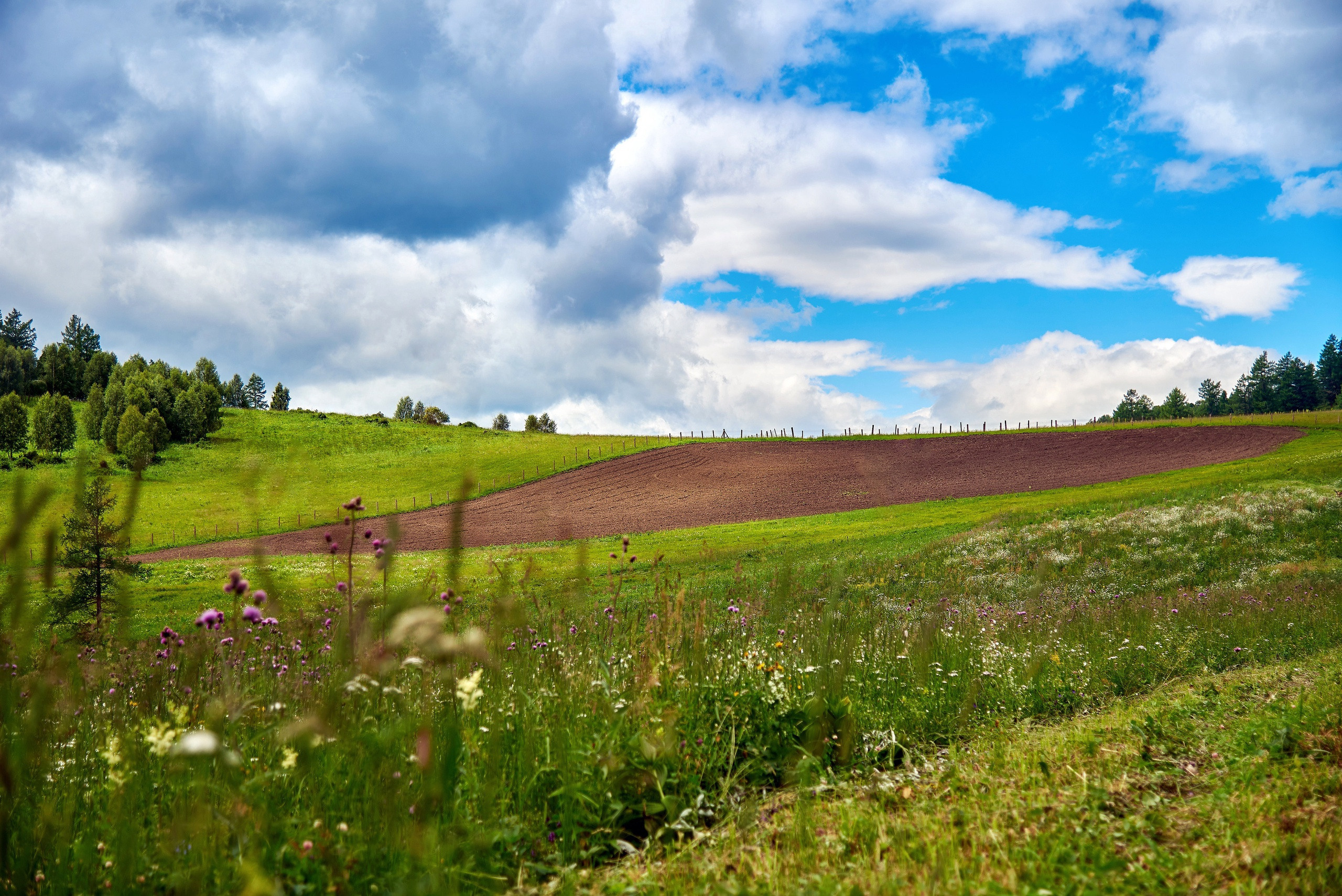 Золотой корень. Фотограф Опыт Качество Скорость Горный Алтай Барнаул