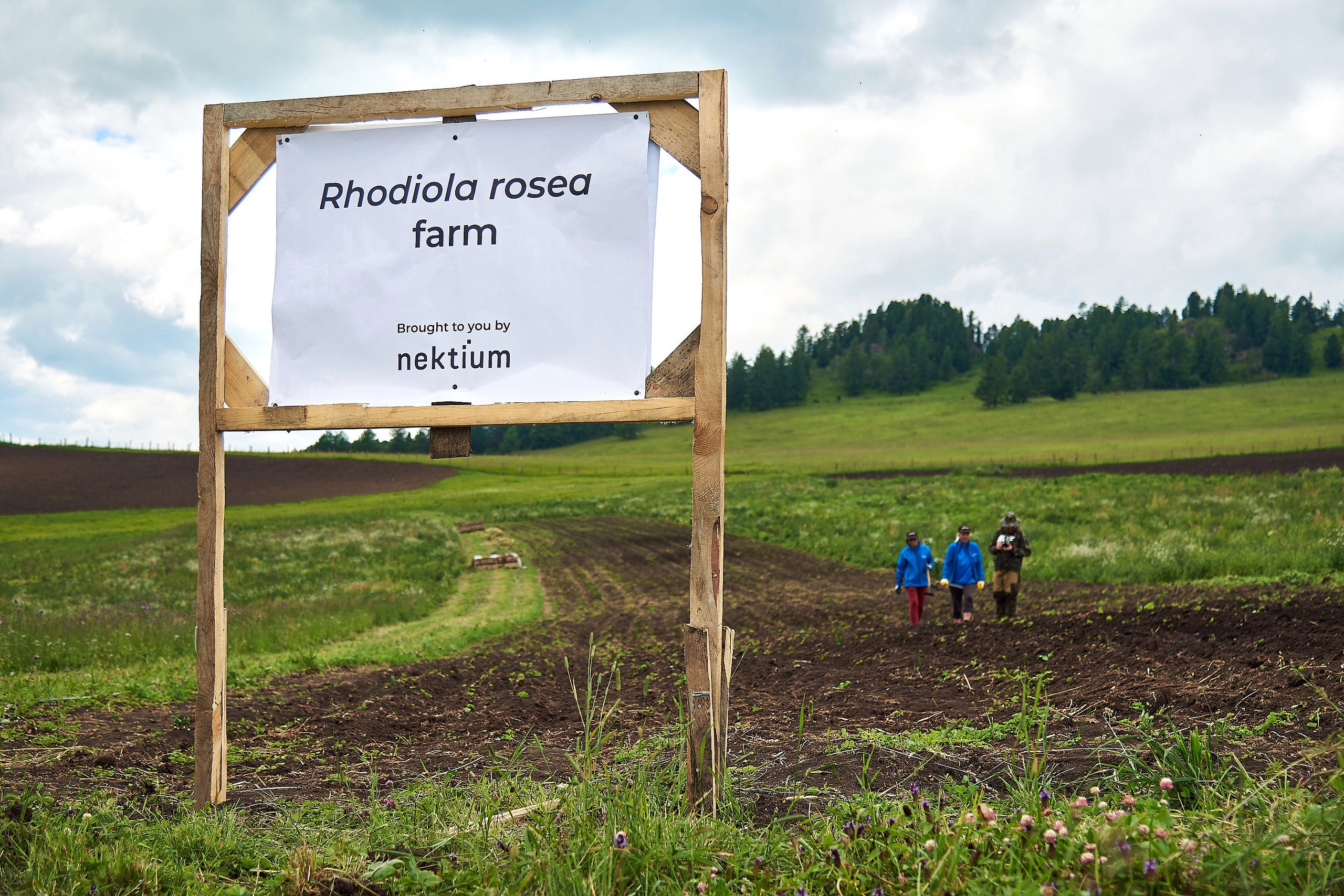 Золотой корень. Фотограф Опыт Качество Скорость Горный Алтай Барнаул