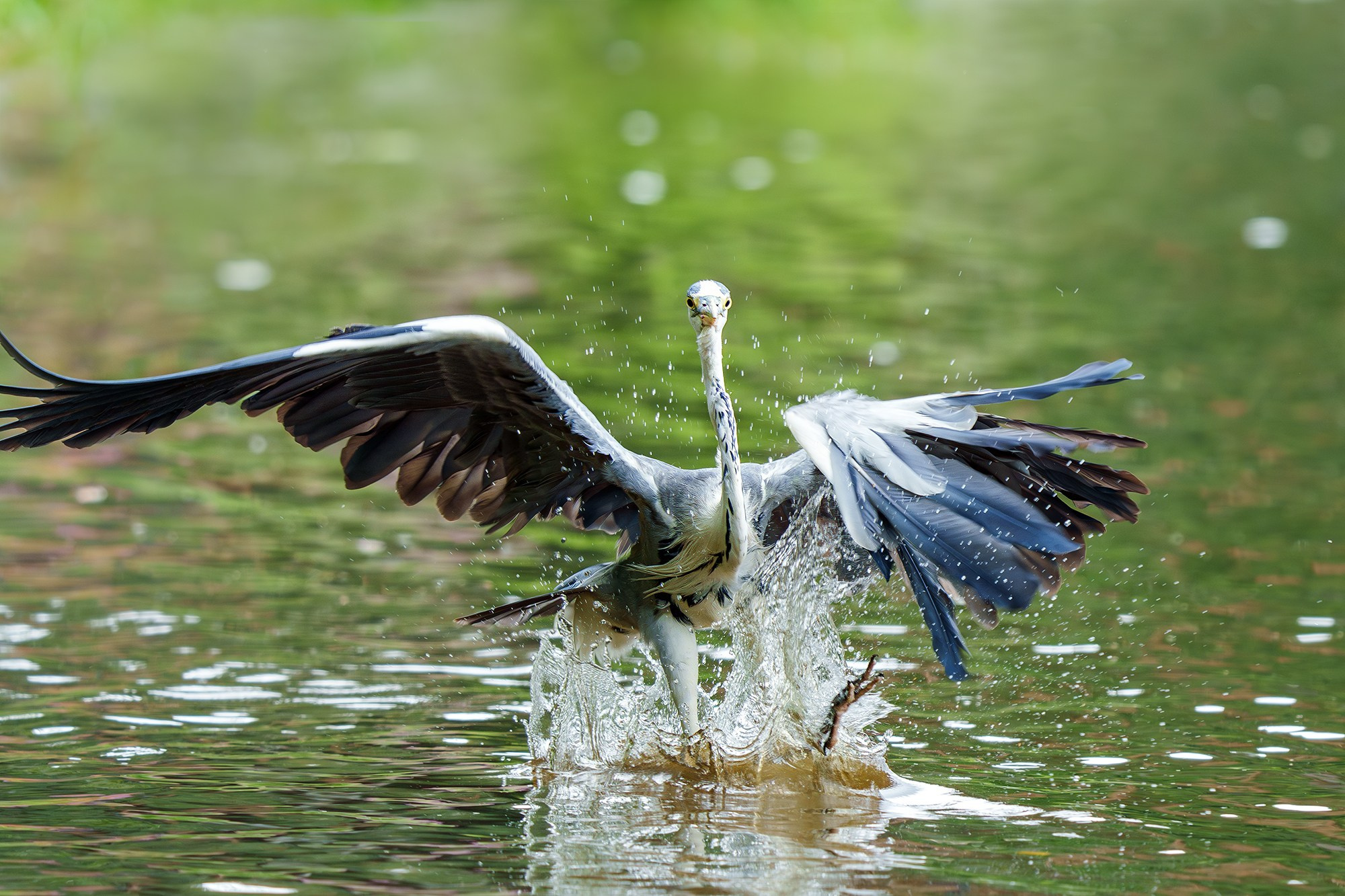 Удивительные мир птиц. Вокруг нас столько прекрасного — присмотритесь!. Ваш личный фотограф Марина Волкова