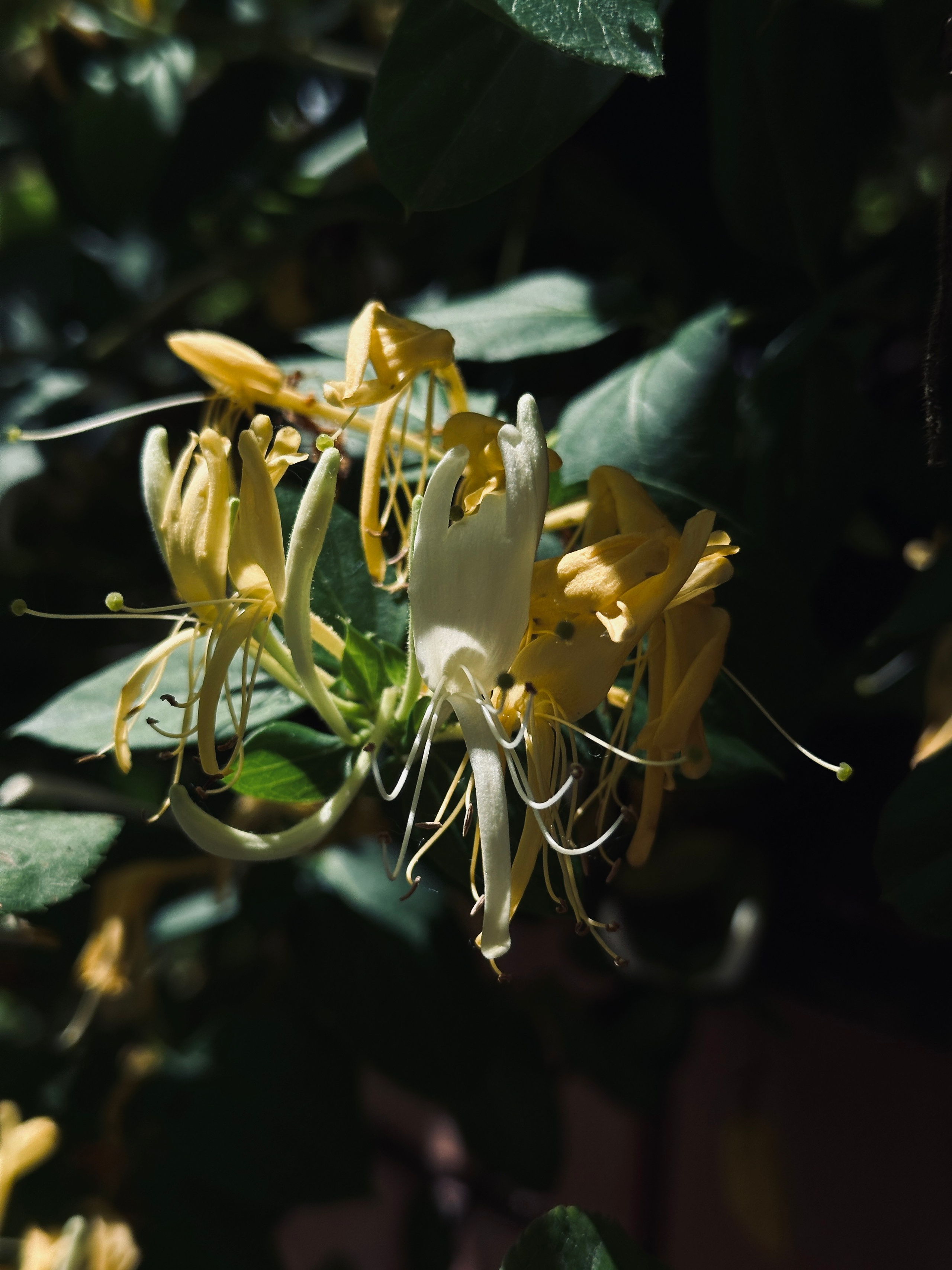 Макро любовь. Смотри, красота!