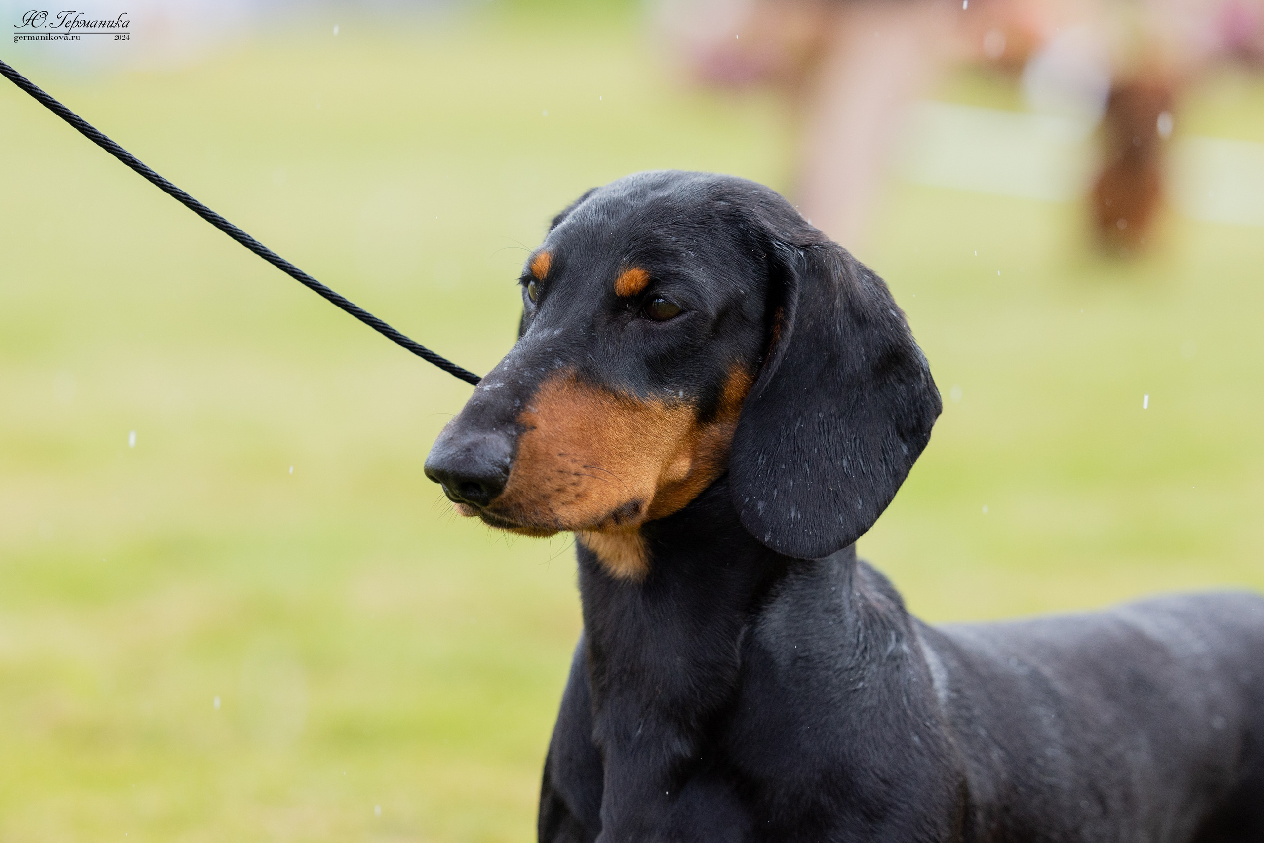 Ярославль 21.07.24 и Балашиха 13.07.24. Фотограф-анималист Юлия Германика