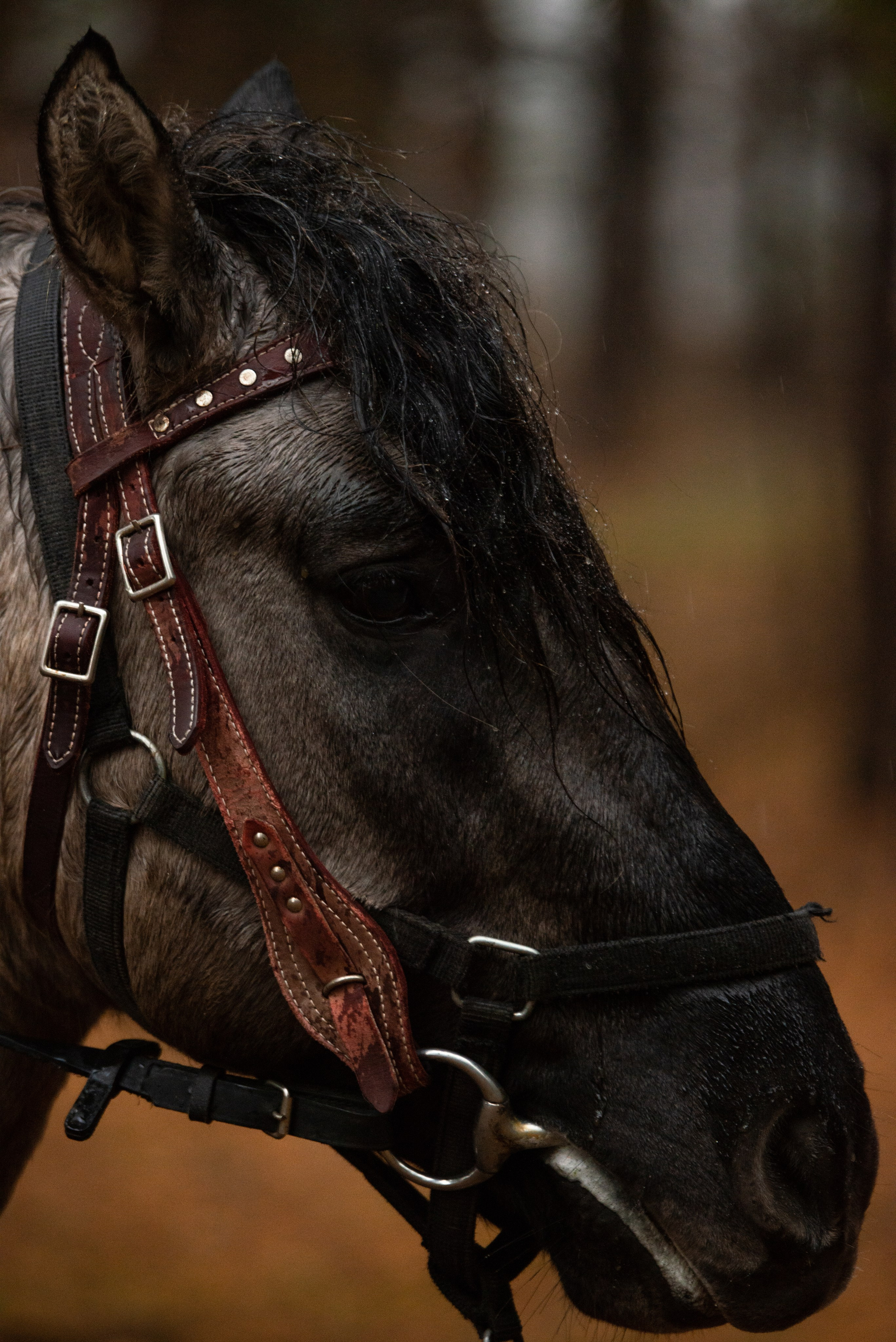 Конный лагерь в Родославном. Конный фотограф в Саратове Юлия Иванова
