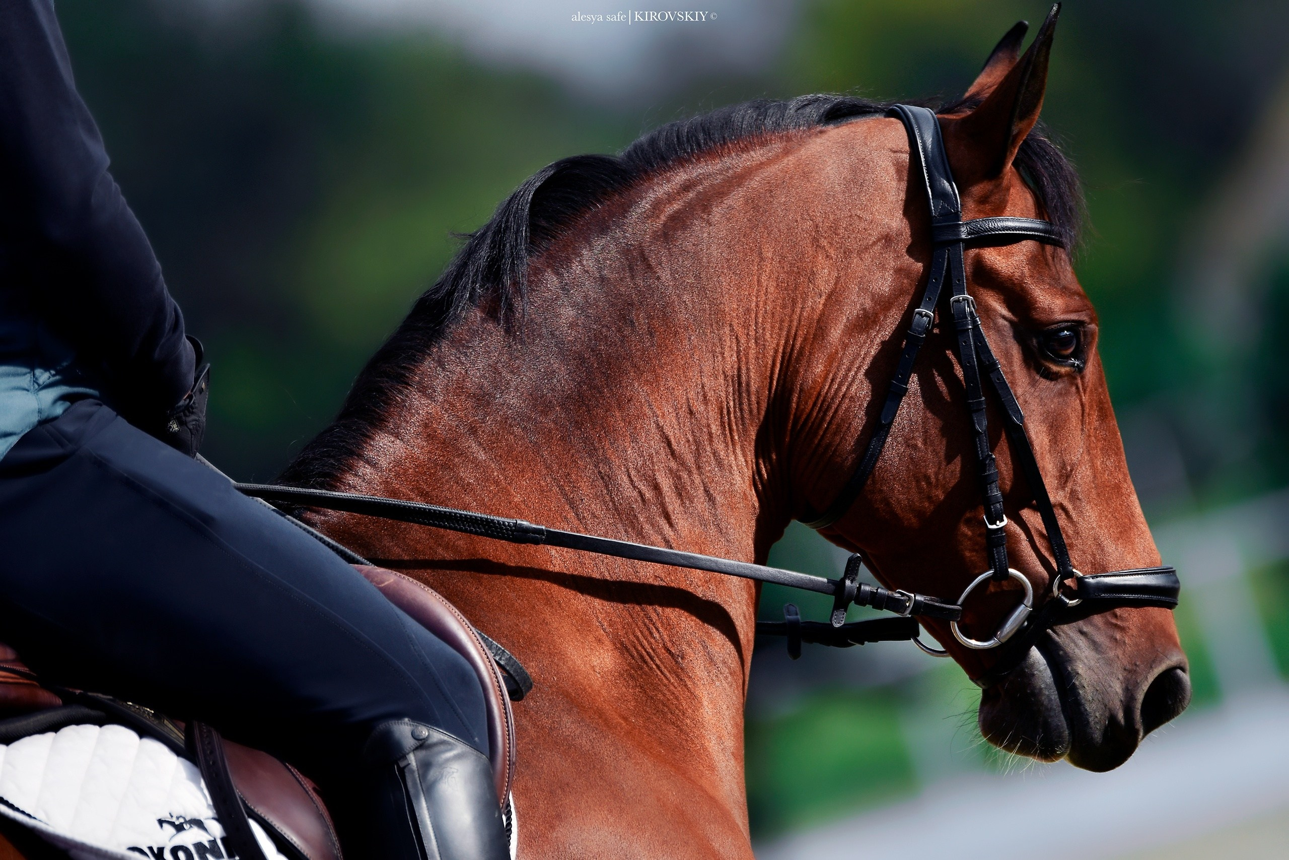 Кировский конный завод. Конный фотограф Alesya Safe