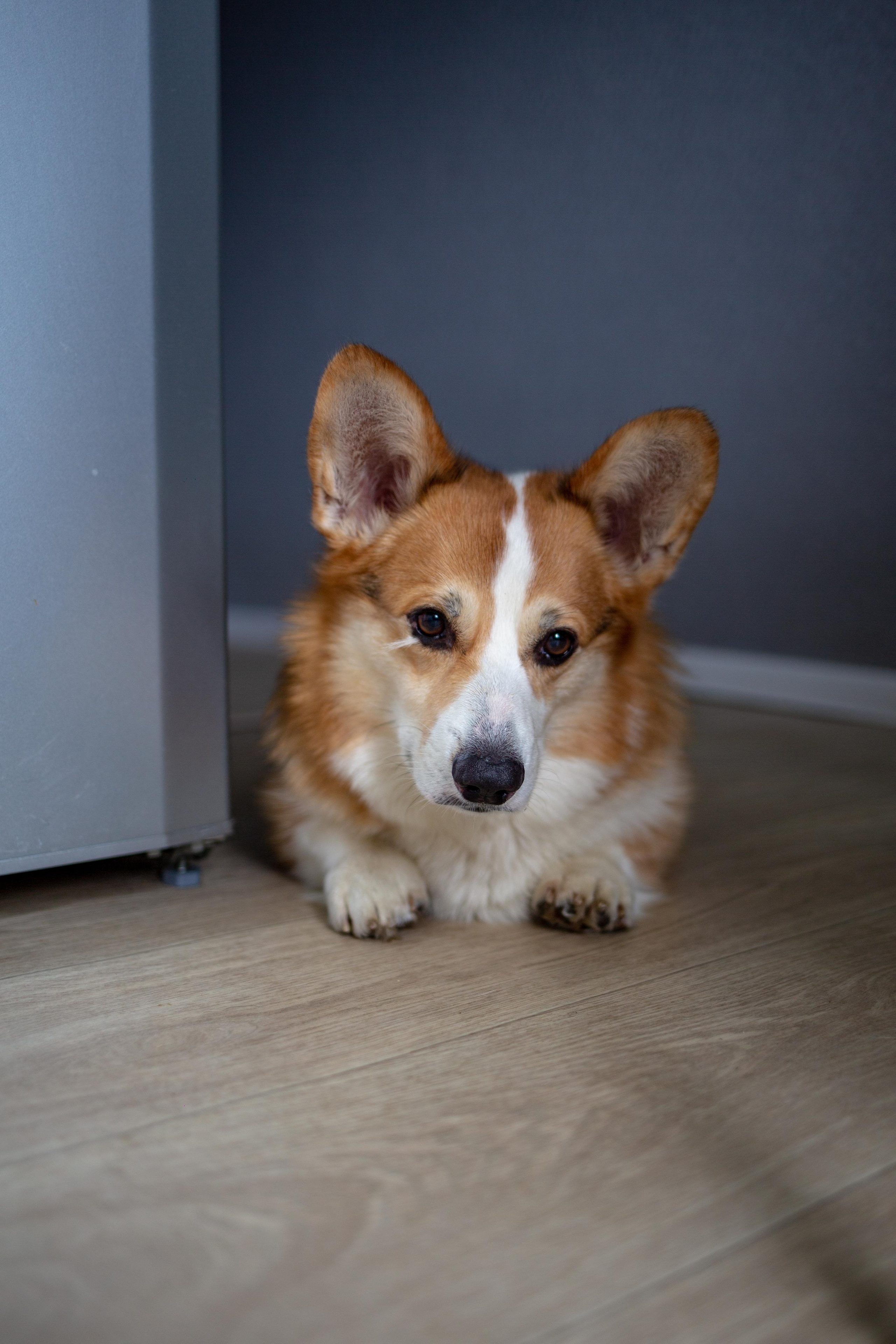 Dogs. Photographer Sonkina Tatiana (Tanya Ash)