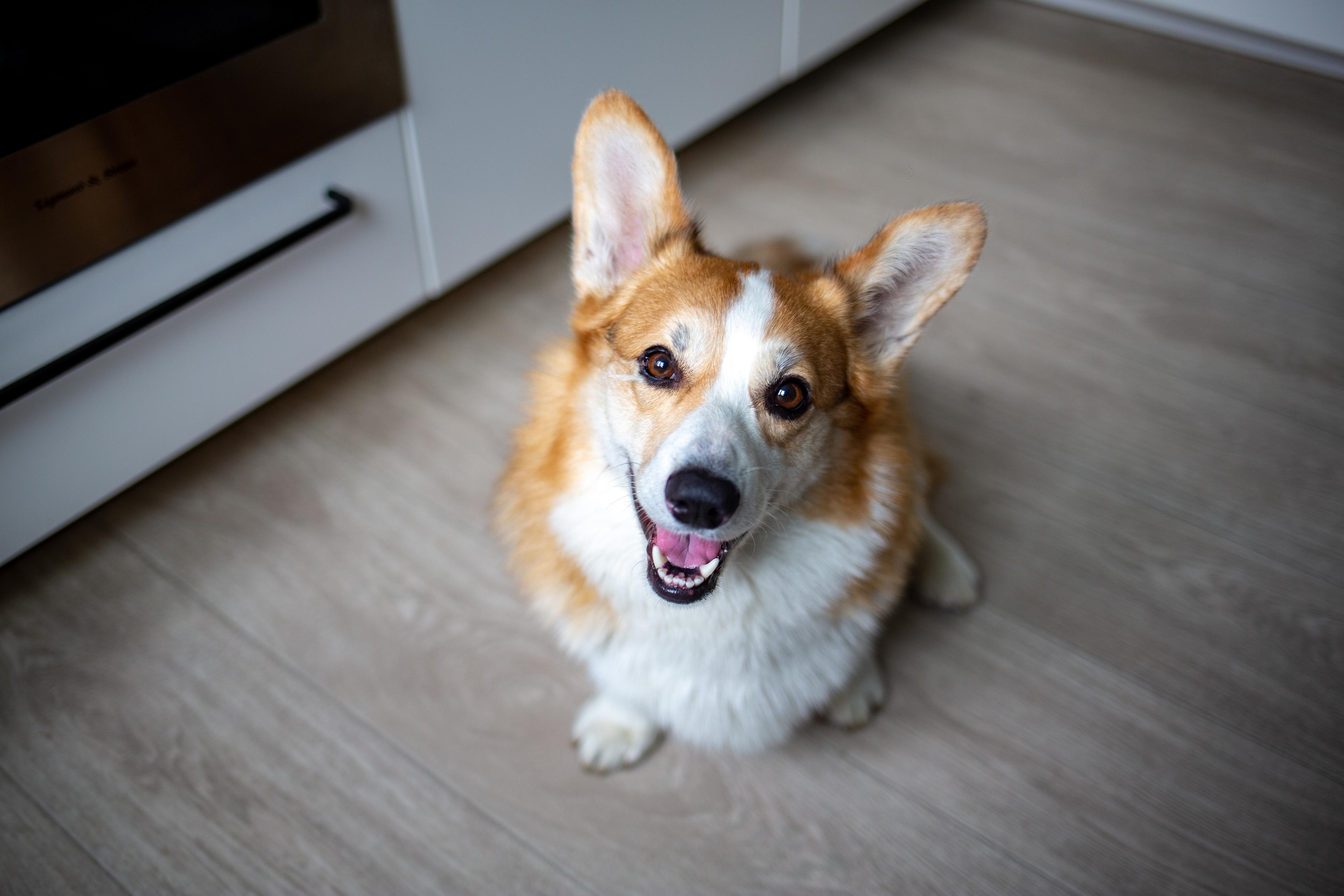 Dogs. Photographer Sonkina Tatiana (Tanya Ash)